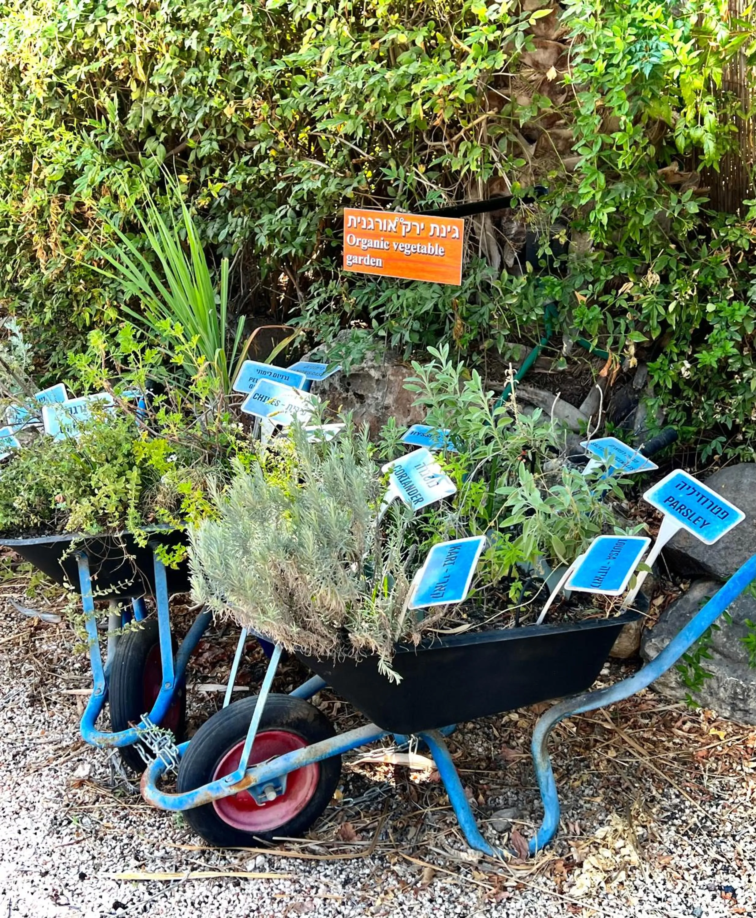 Suites in the Galilee