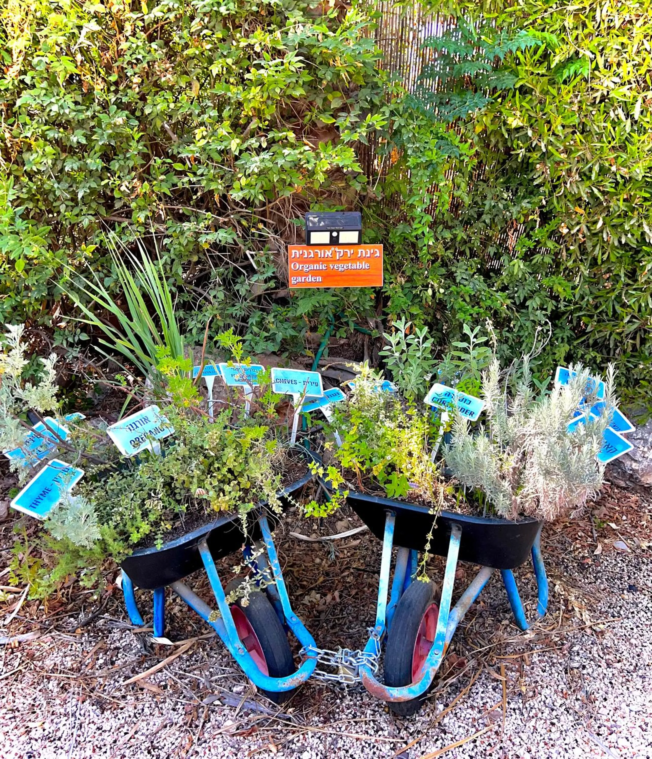 Suites in the Galilee