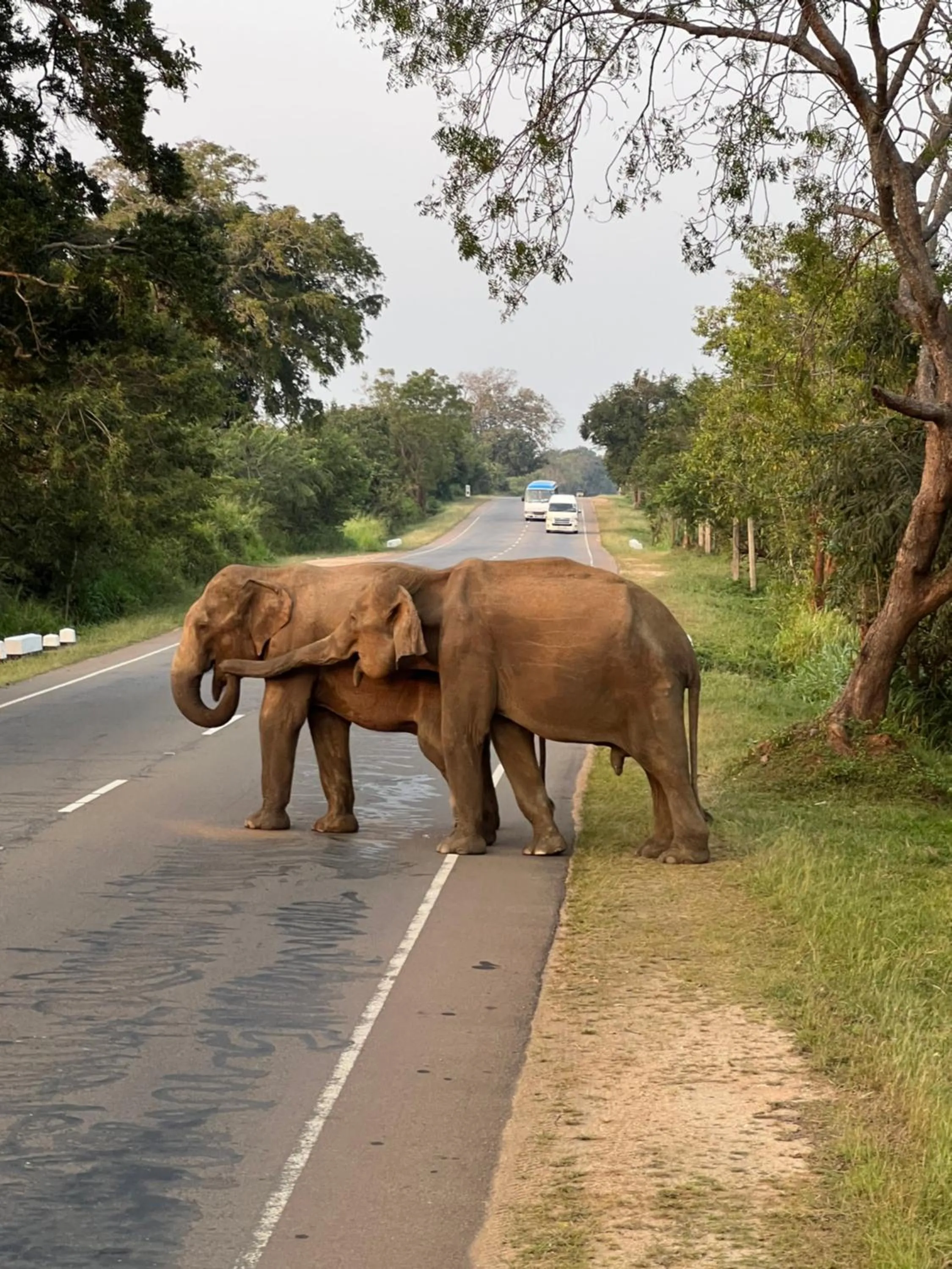 Natural landscape, Other Animals in Sundaras Resort & Spa Dambulla