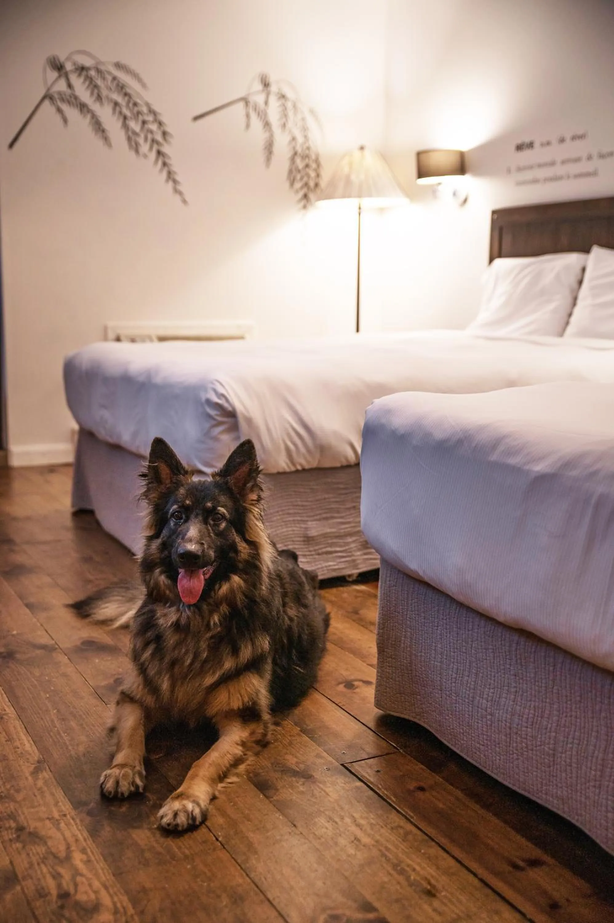 Pets, Bed in Auberge du Lac Taureau et Condos