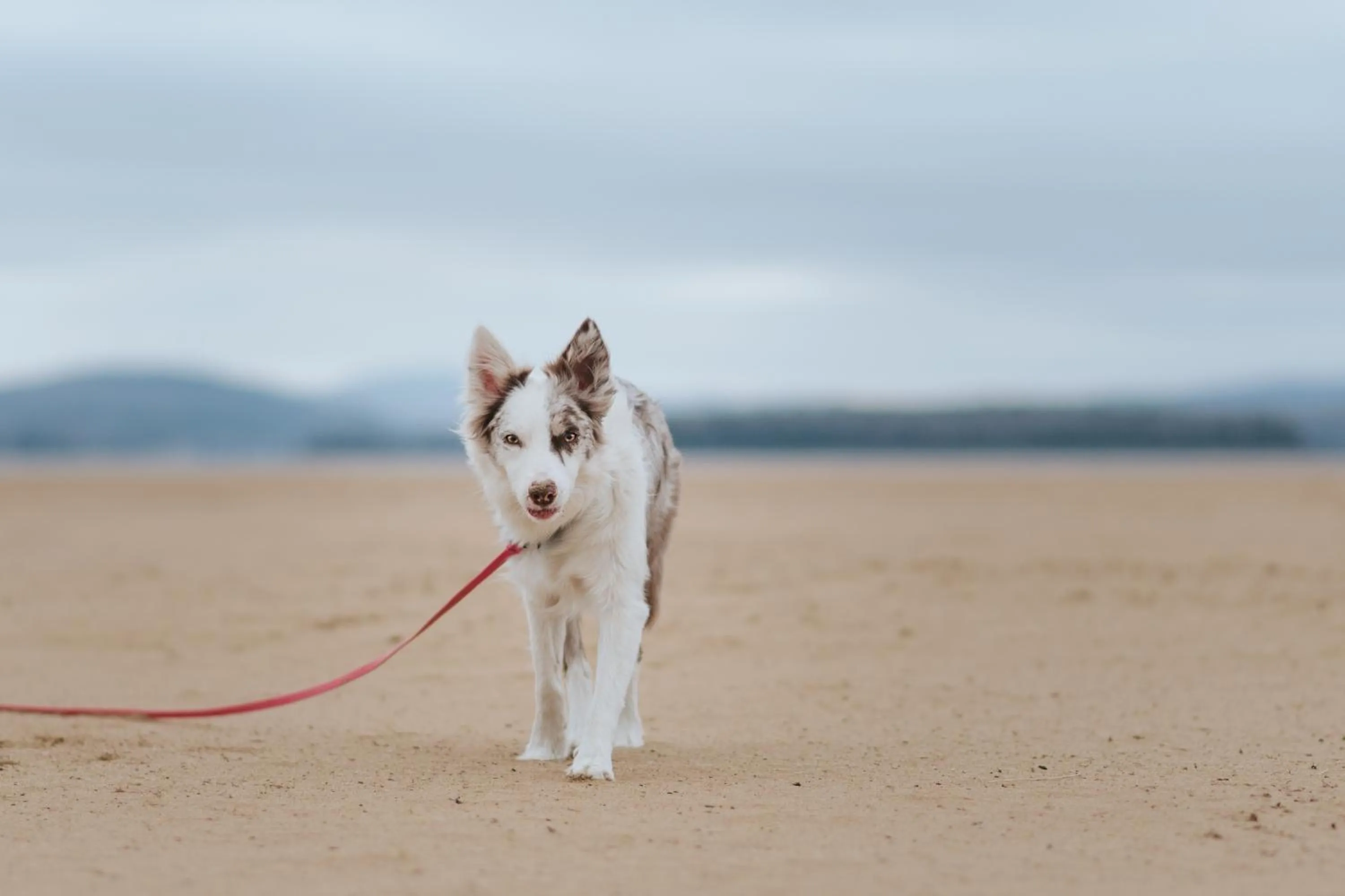 Pets in Auberge du Lac Taureau et Condos