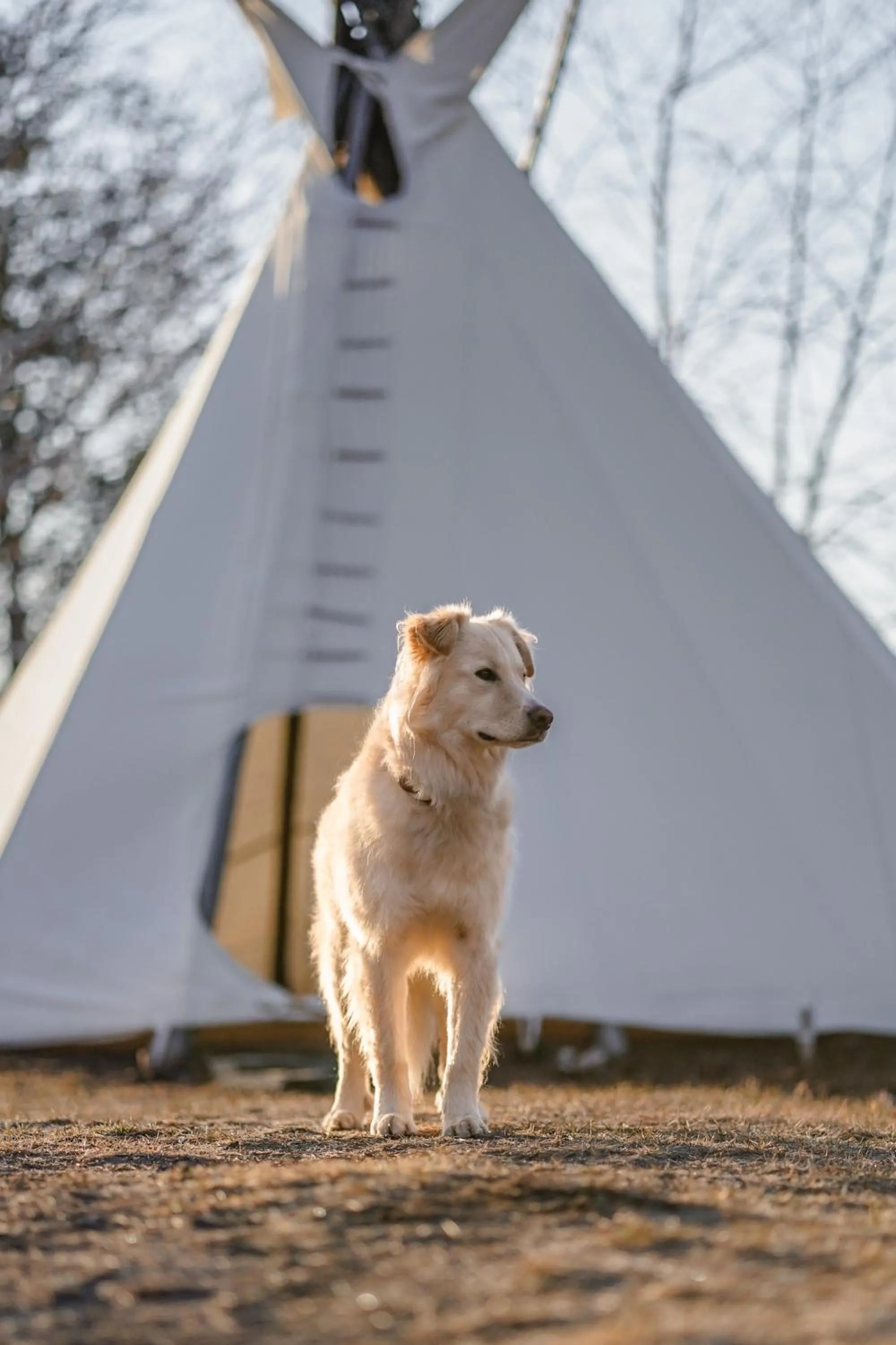 Pets in Auberge du Lac Taureau et Condos