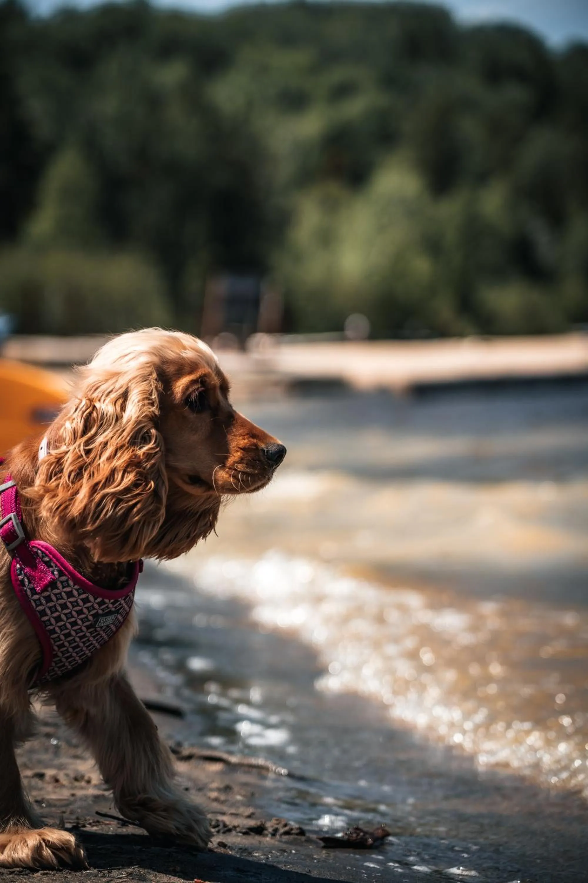 Pets in Auberge du Lac Taureau et Condos