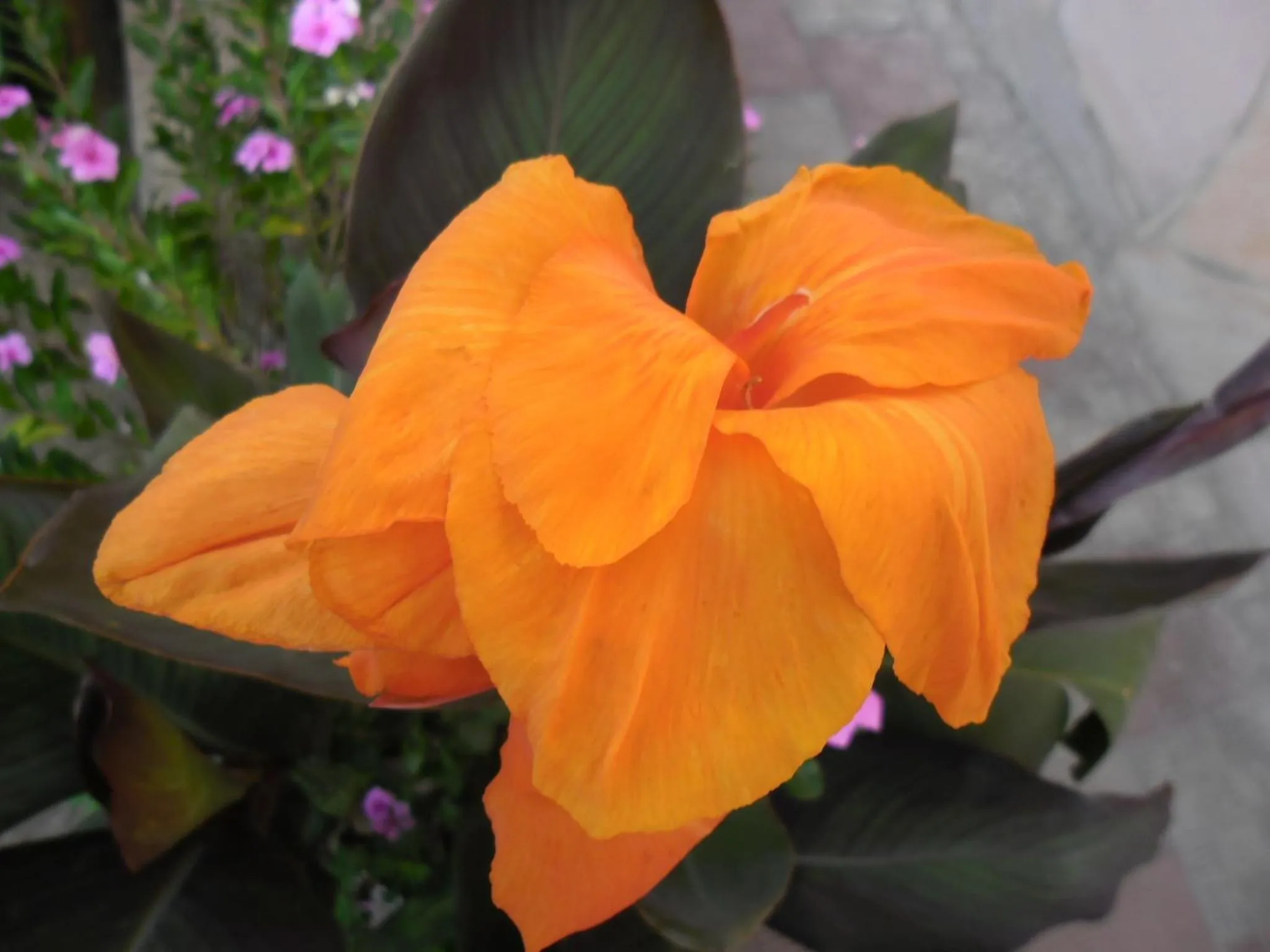 Decorative detail in Canne Al Vento