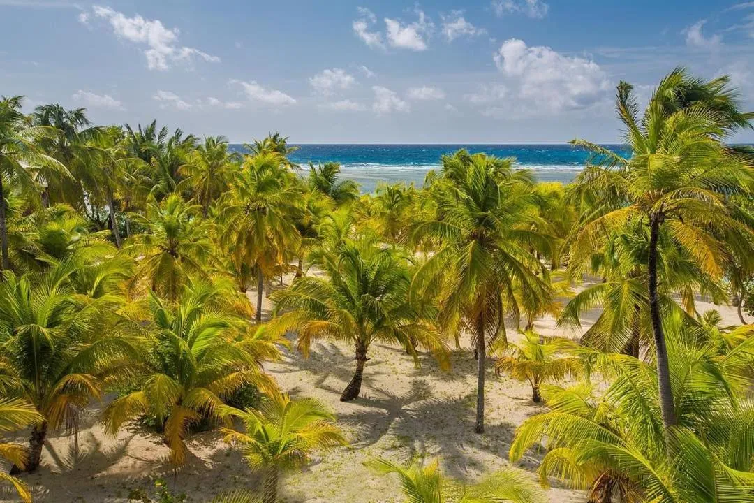 Natural landscape in Pelican Beach Resort South Water Caye