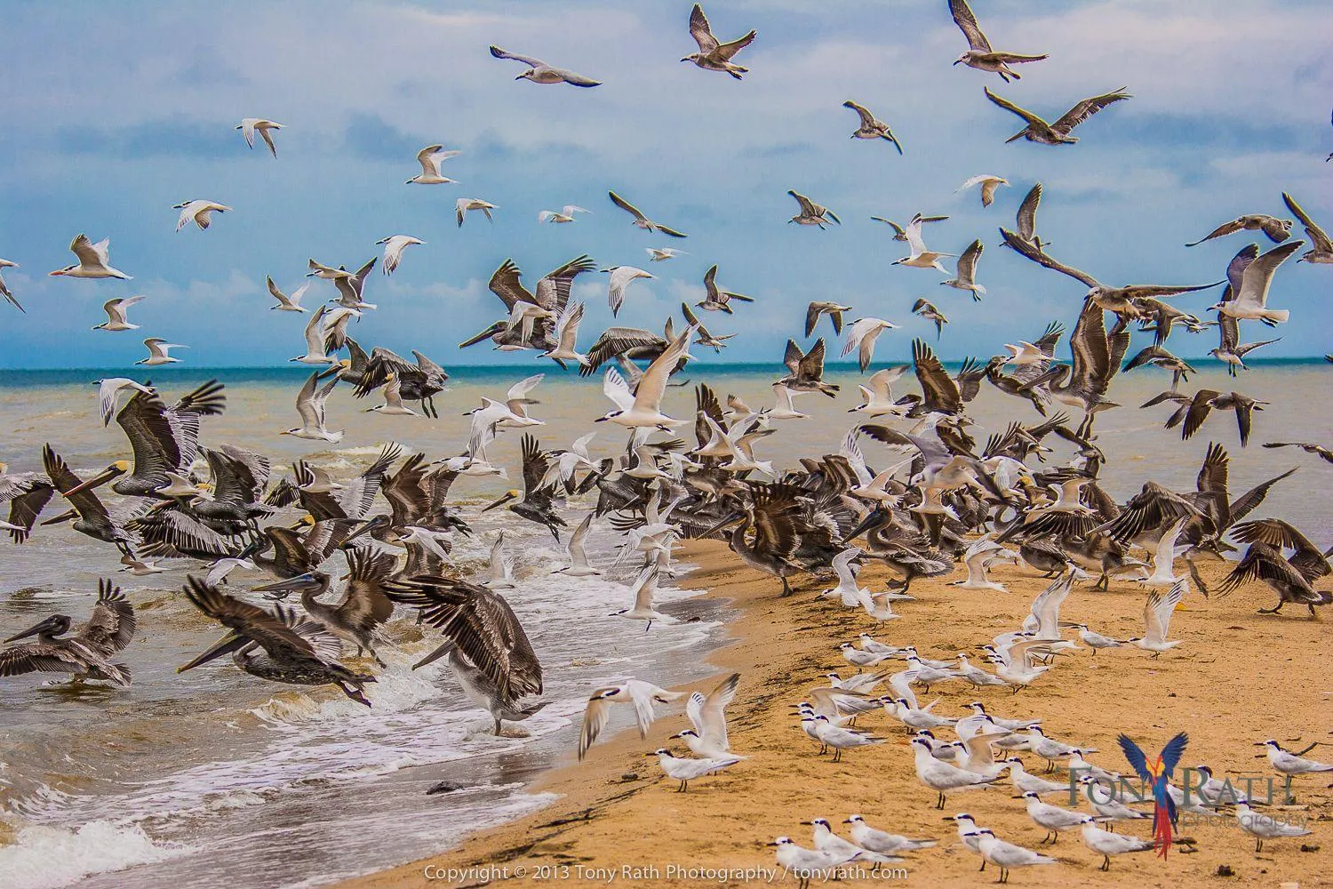 Beach in Pelican Beach Resort South Water Caye