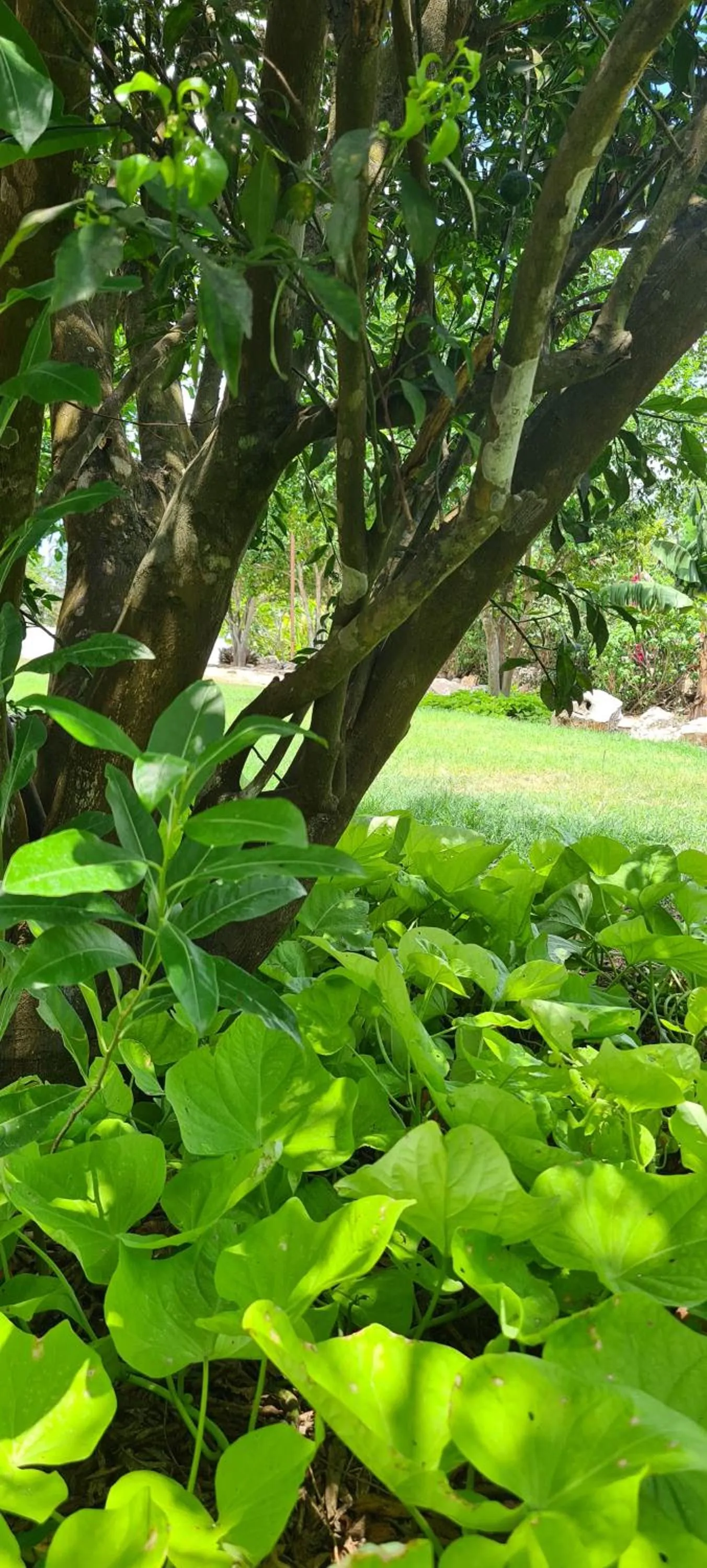 Natural landscape in Hotel Quinta Izamal