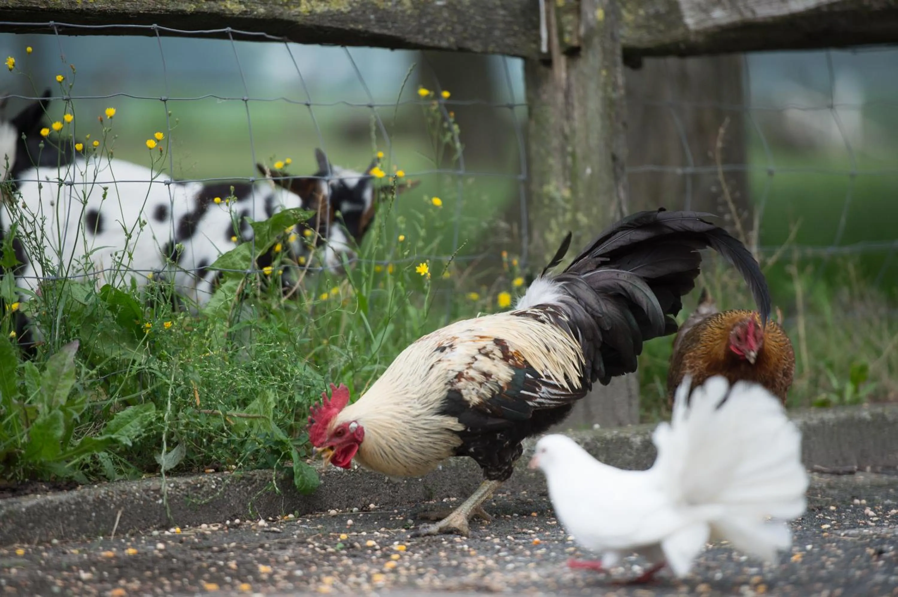 Property building in Erve Jonkerhoeve