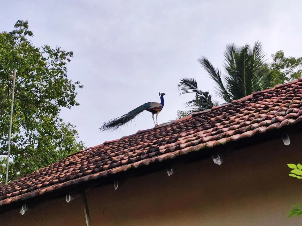 Animals in Schatzi's Hideaway