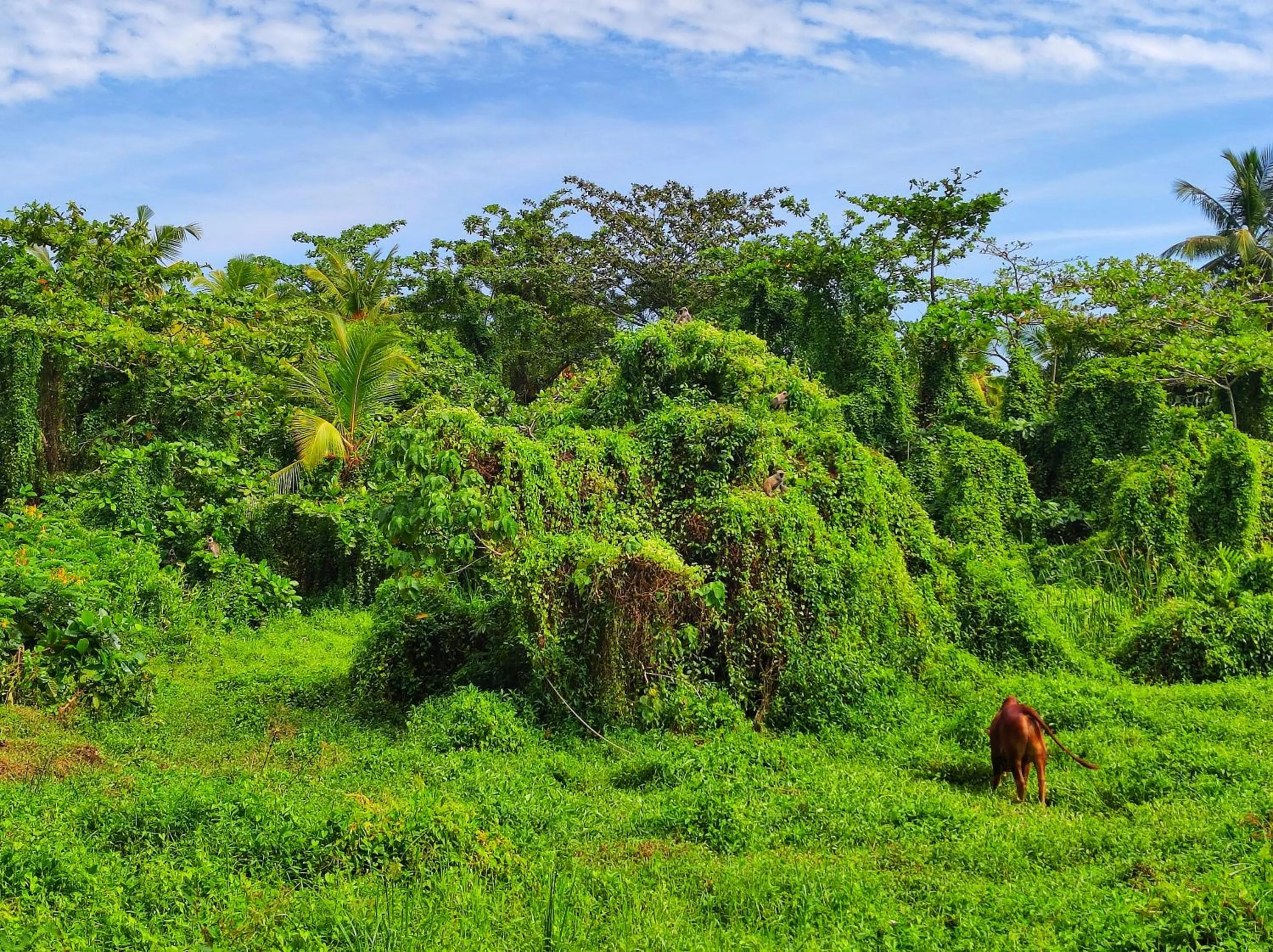 Natural landscape in Schatzi's Hideaway