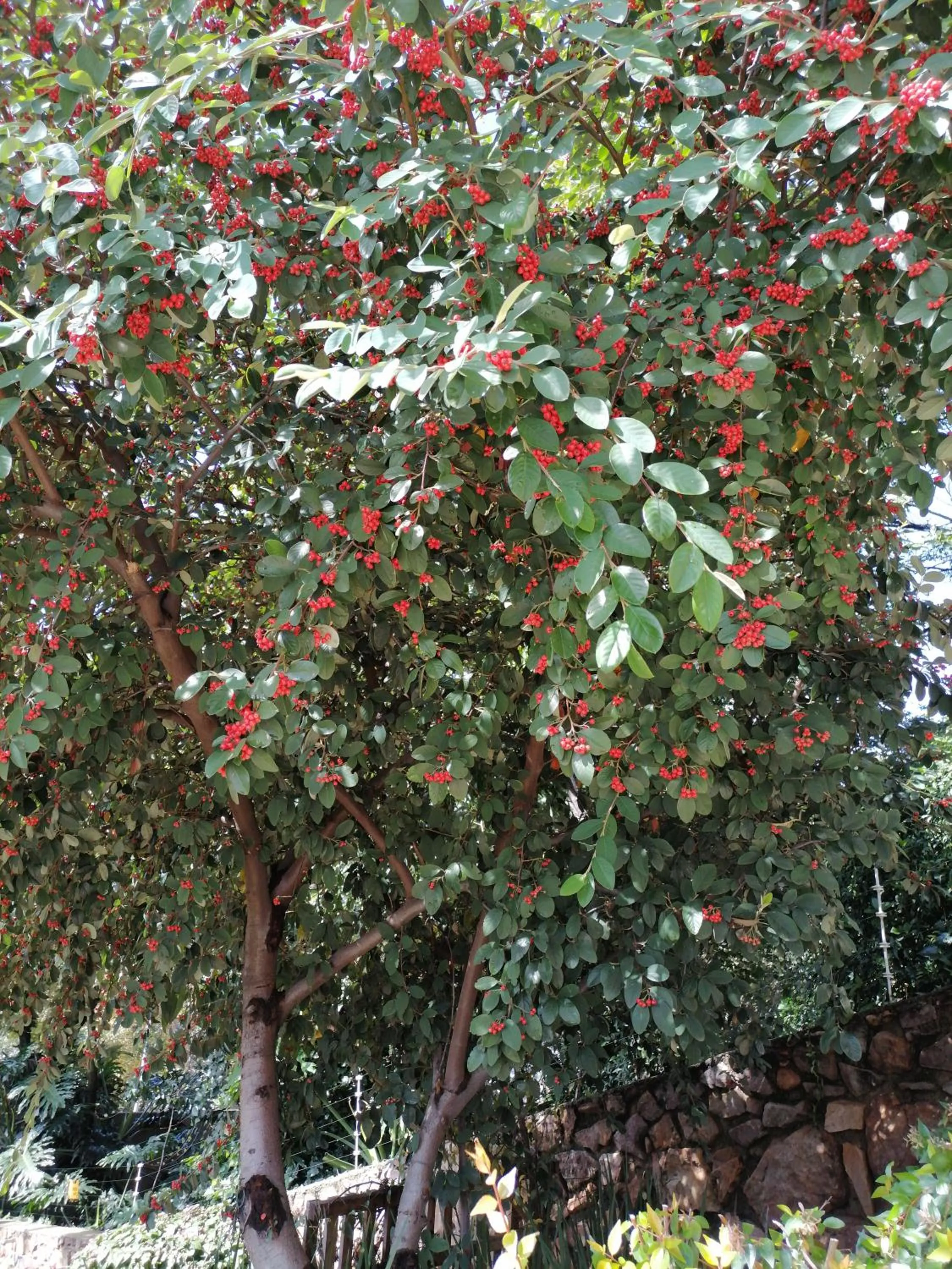 Garden in CityView, a stunning modern apartment