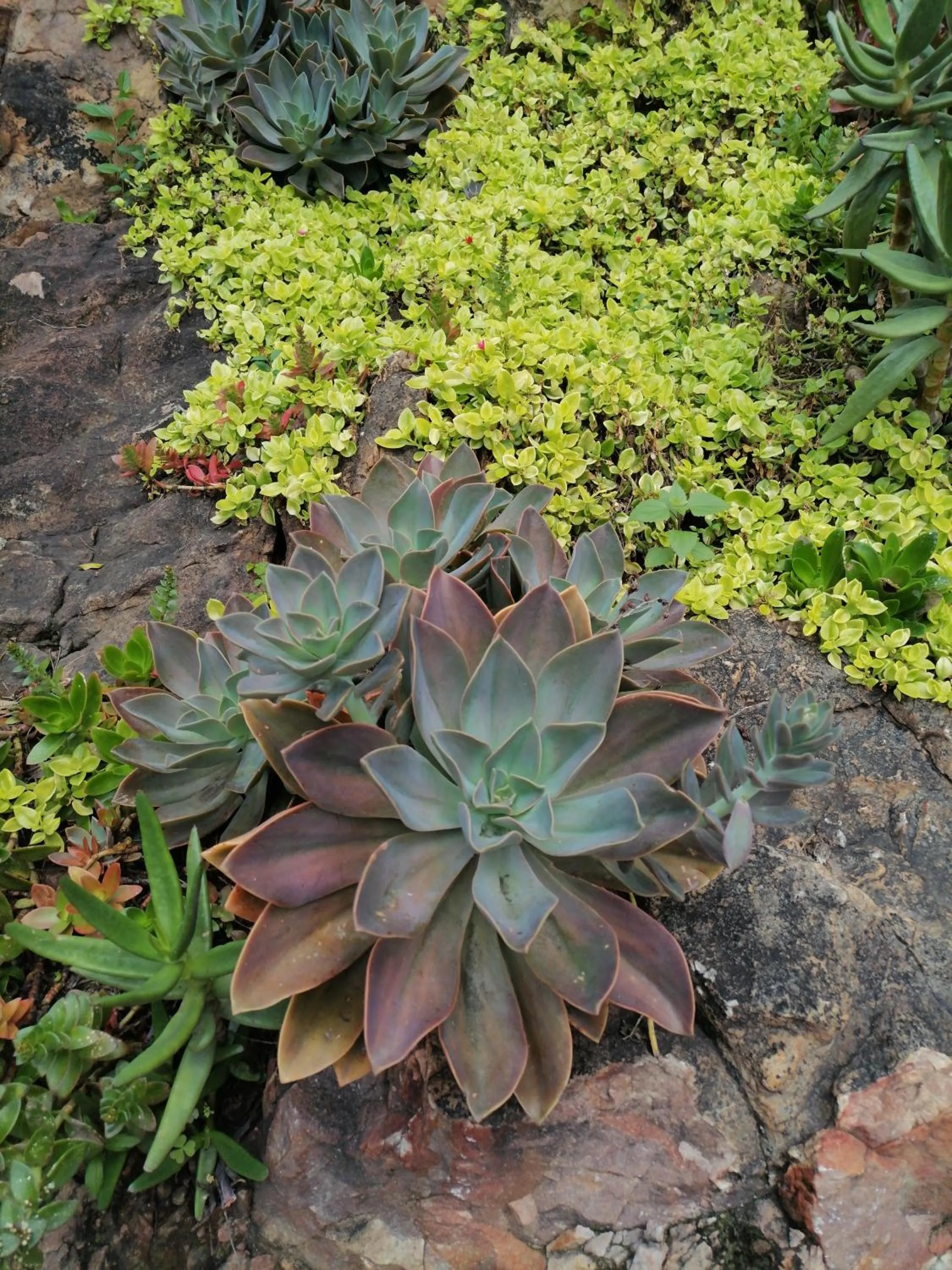 Garden in CityView, a stunning modern apartment