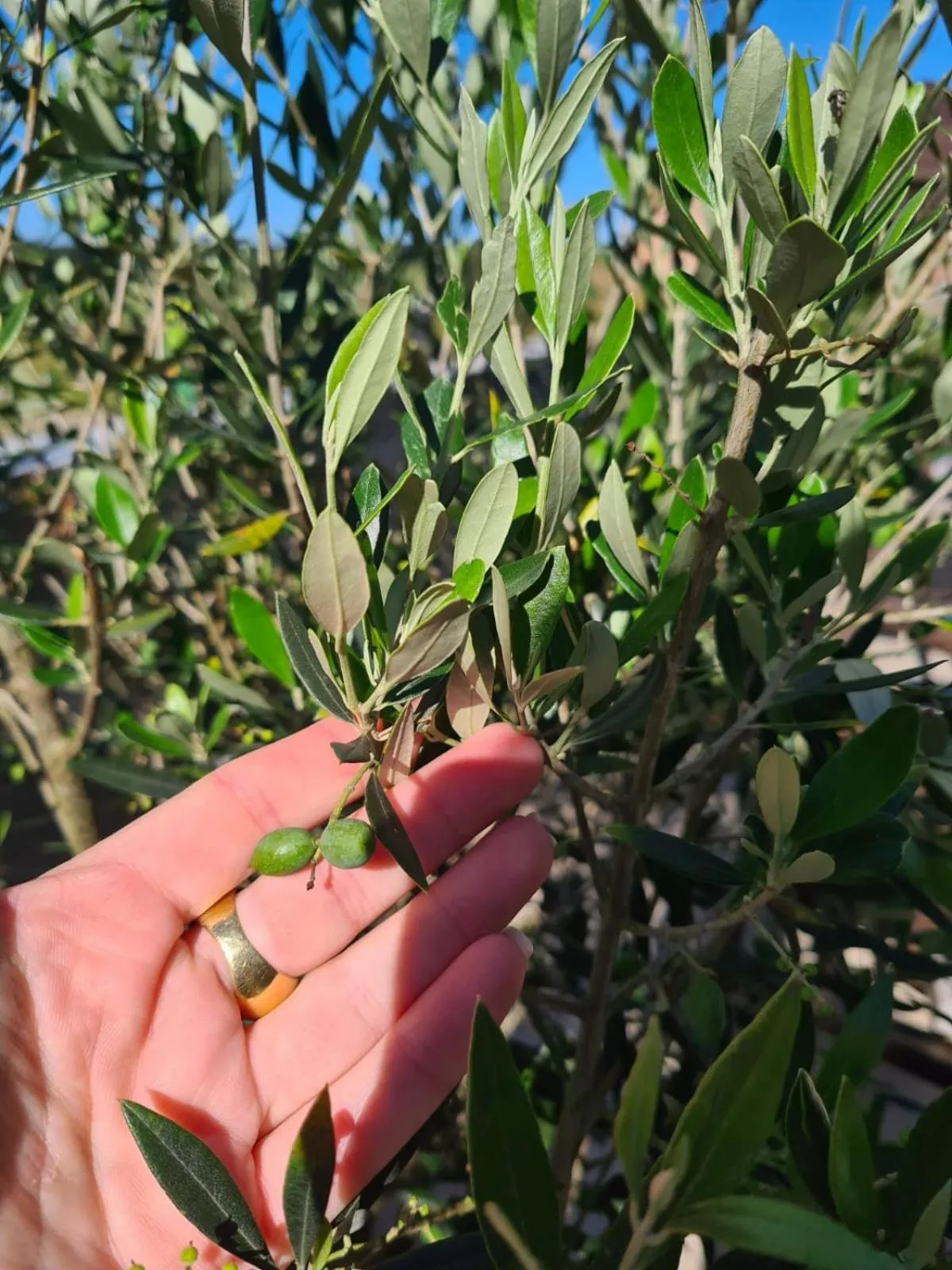 Refúgio dos Coiotes