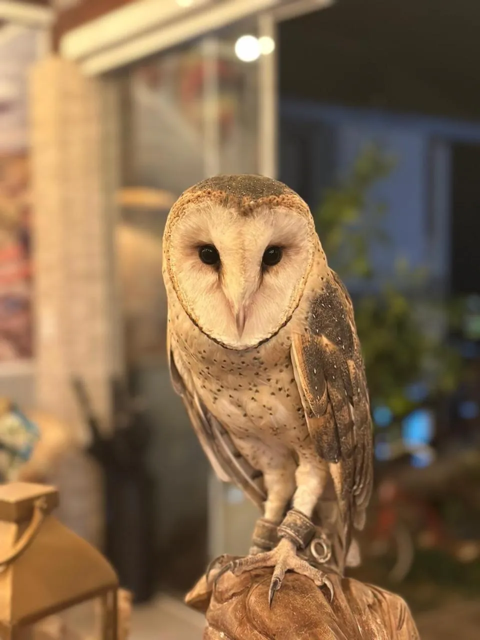 Refúgio dos Coiotes