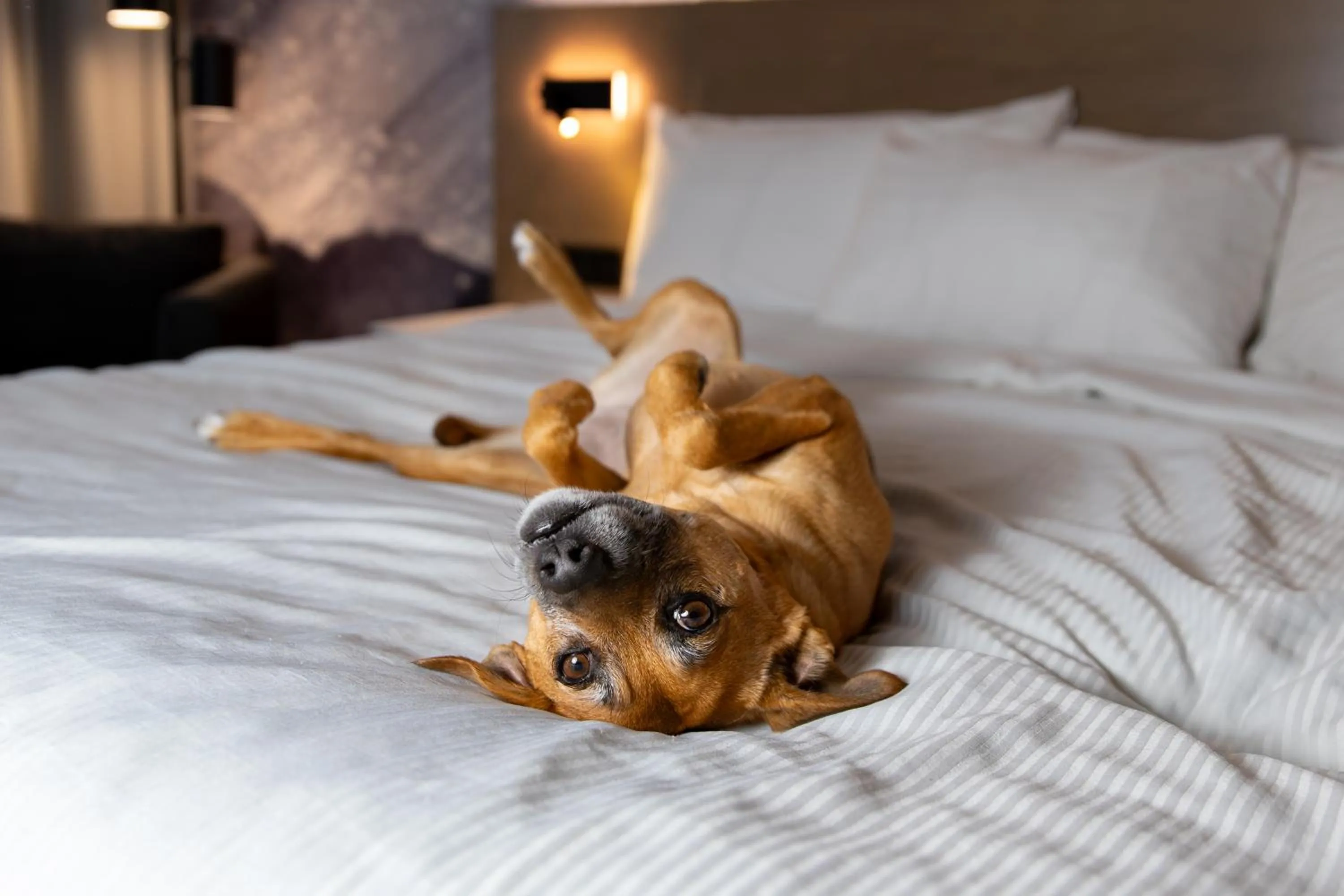 Pets in Best Western Plus City Centre Centre-Ville