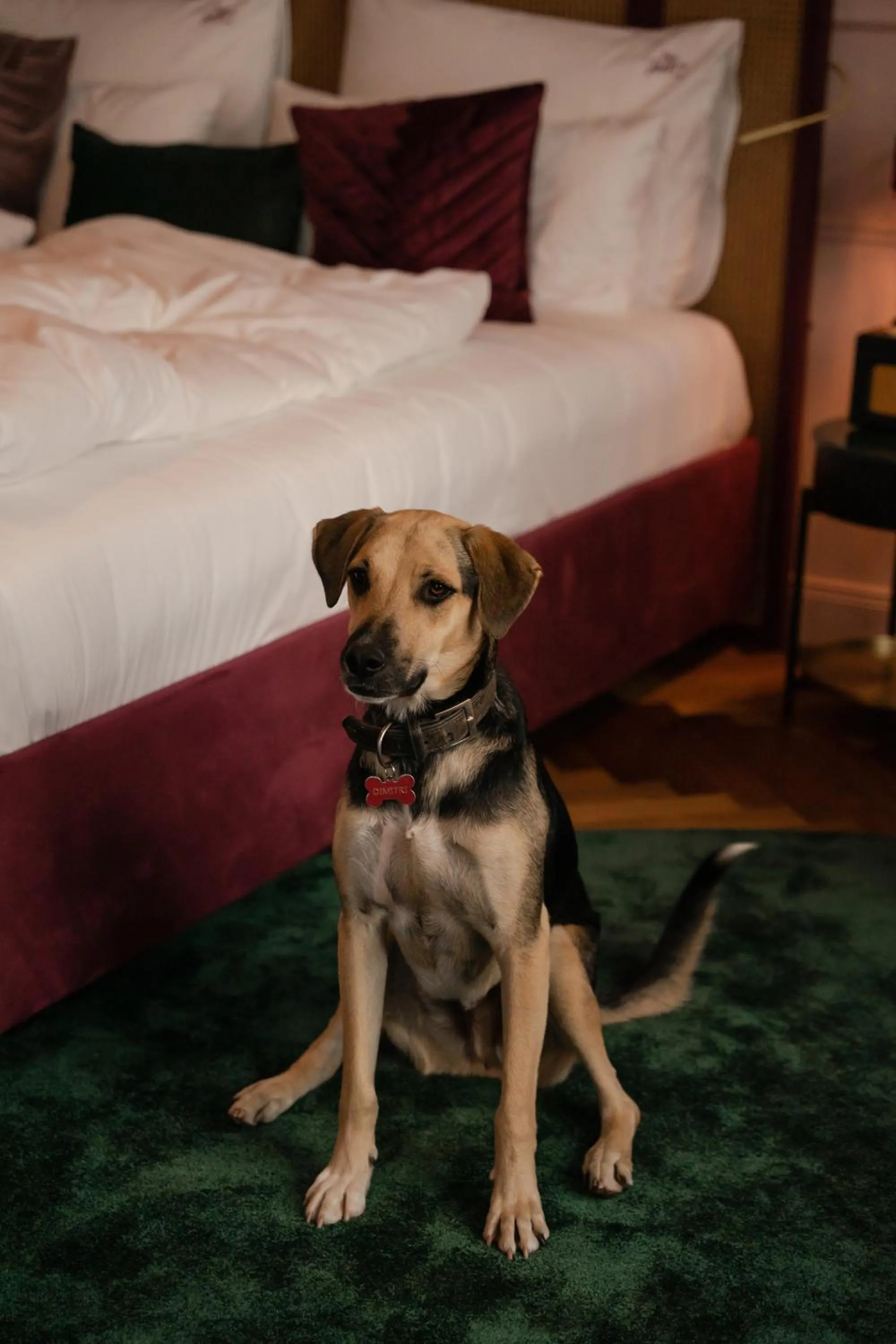 Pets, Bed in Hotel Josefine
