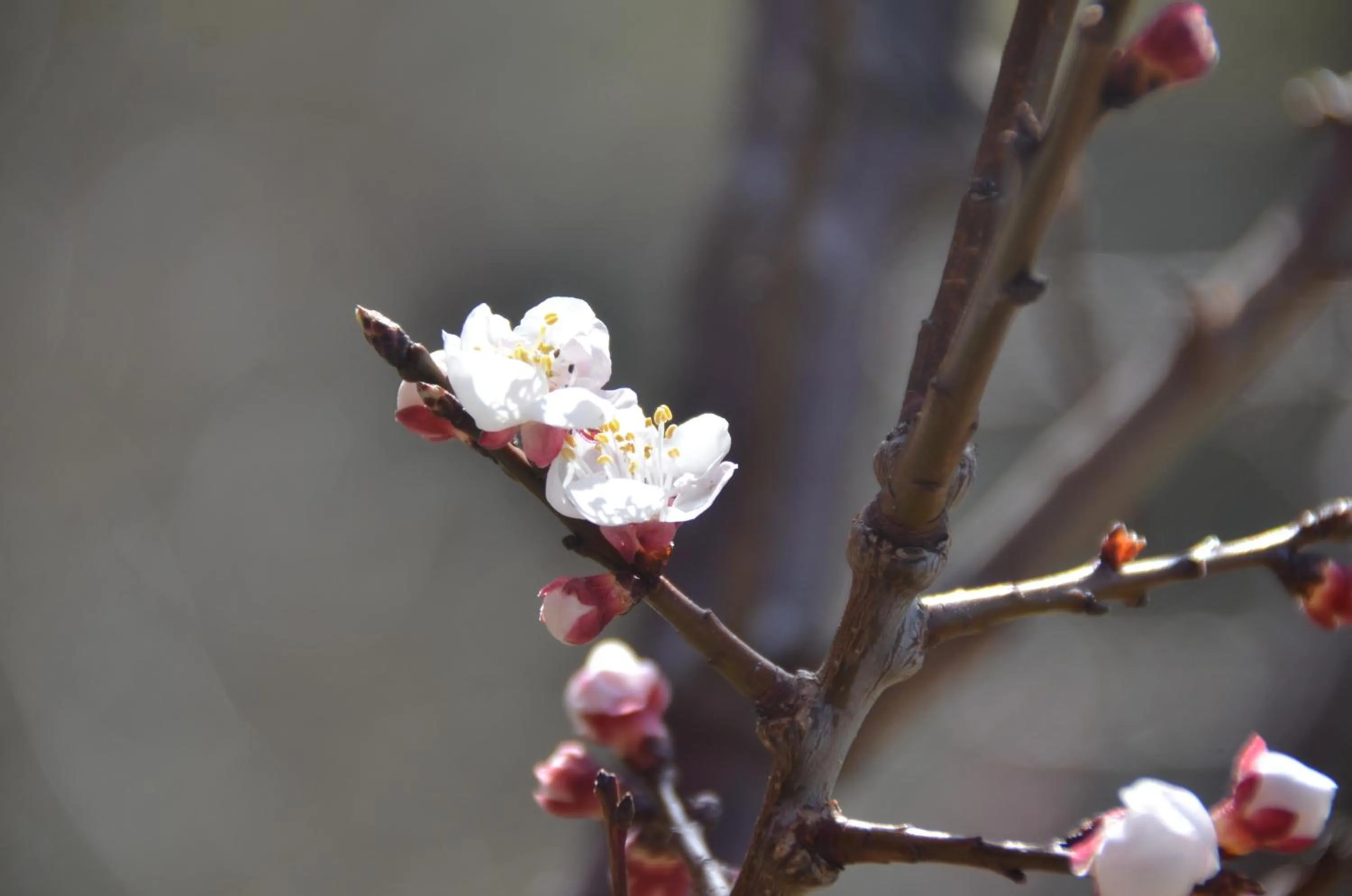 View (from property/room) in Hari Om Paradise
