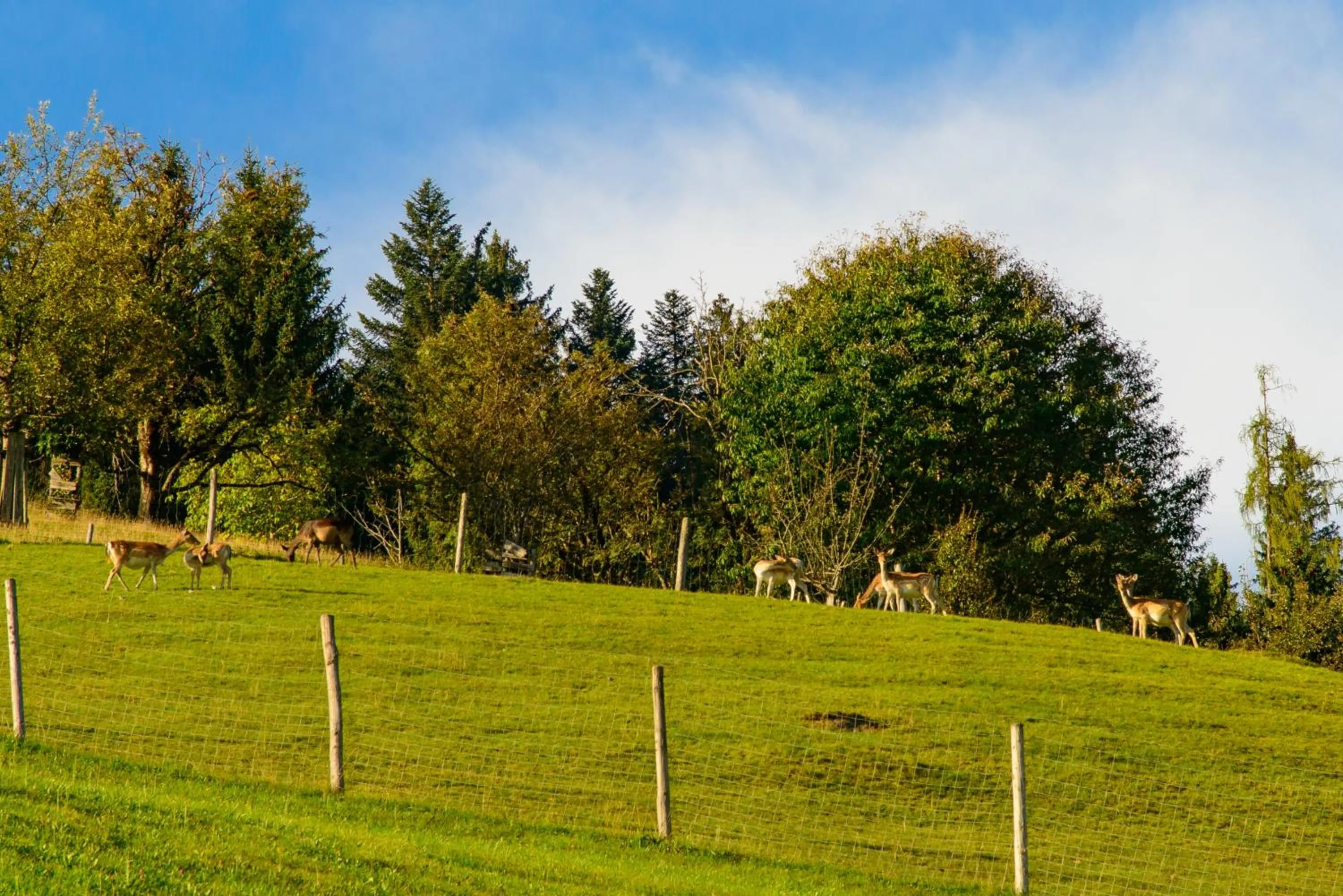 Natural landscape in Schrahlehen