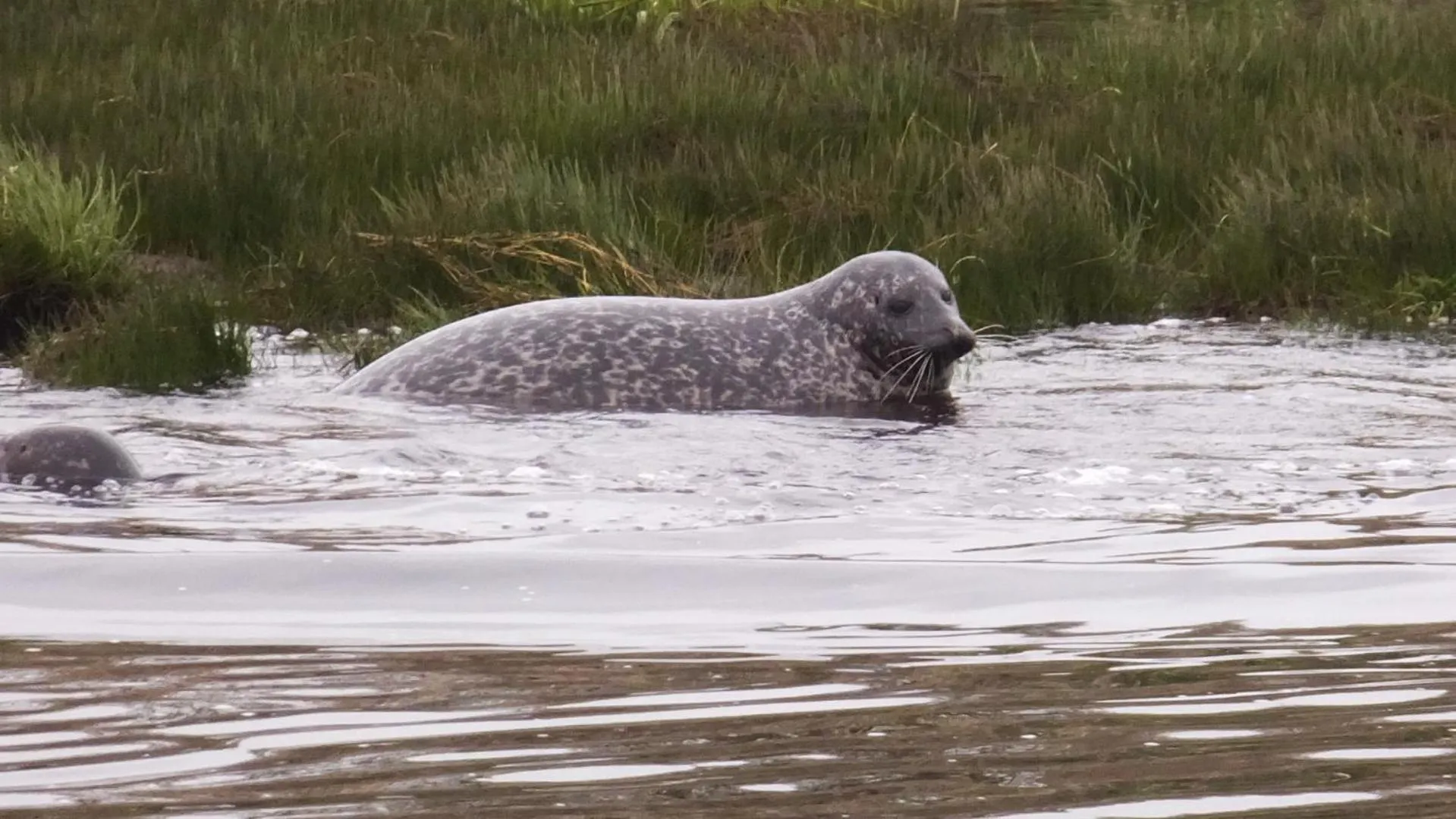 Animals in Westlea Bed and Breakfast