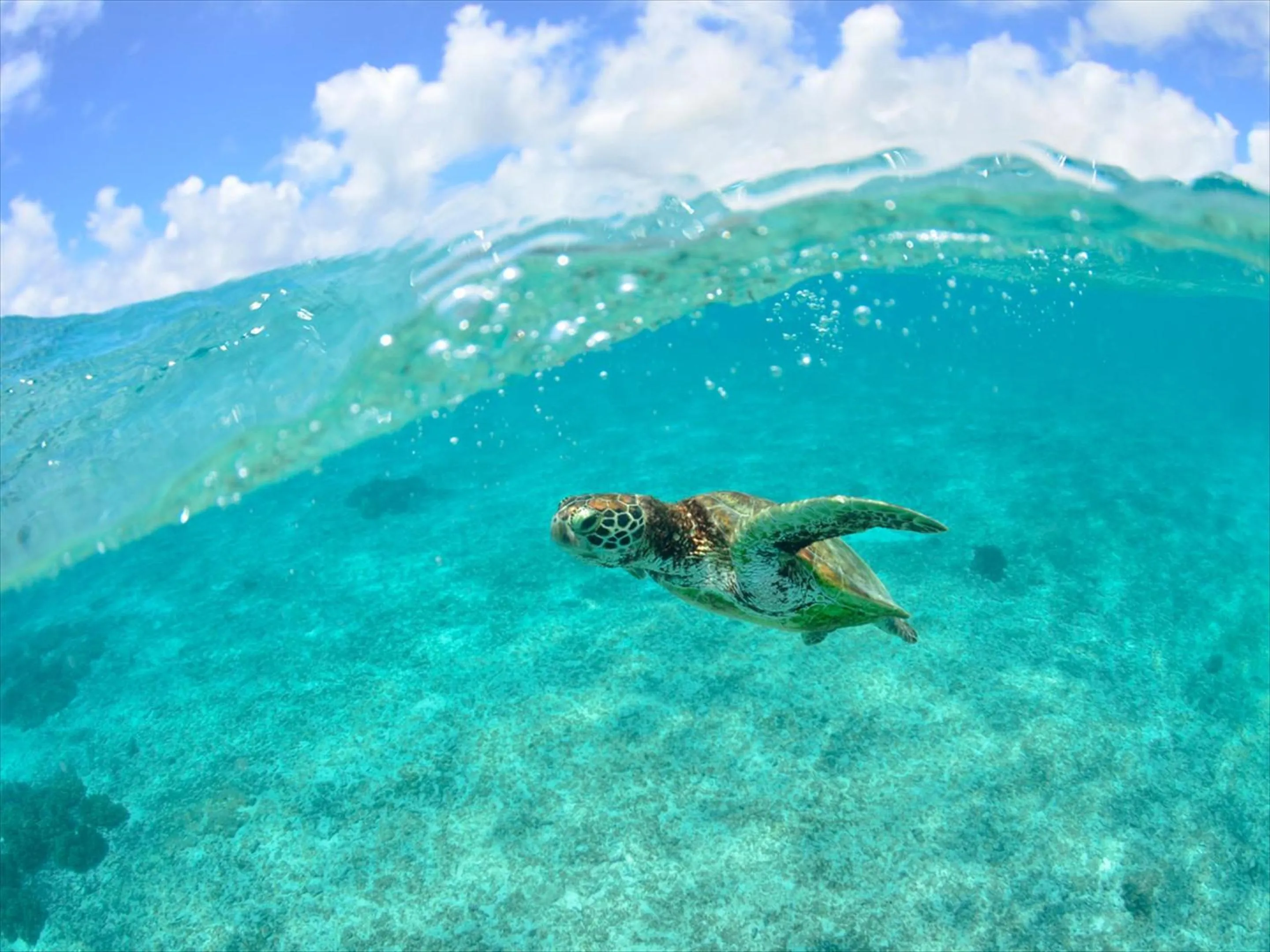 Beach in HOTEL SEABREEZE CORAL