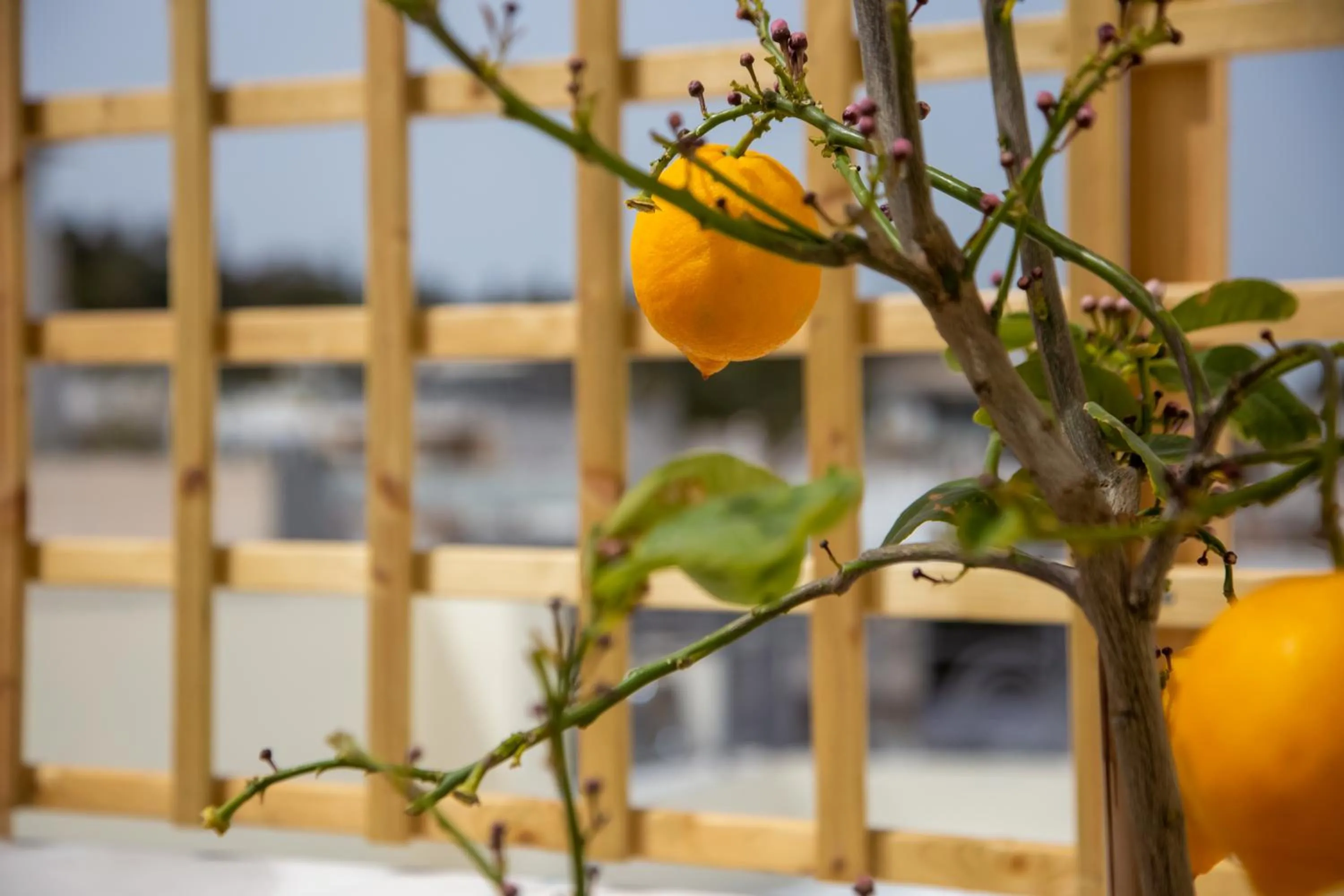 Balcony/Terrace in Erato by Heloni Apartments