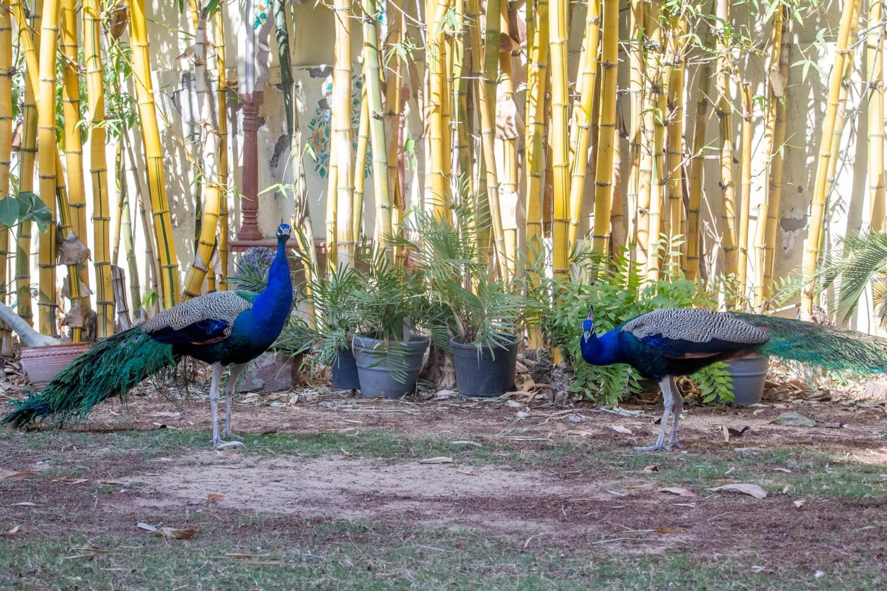 Garden in Hotel Rime Vista