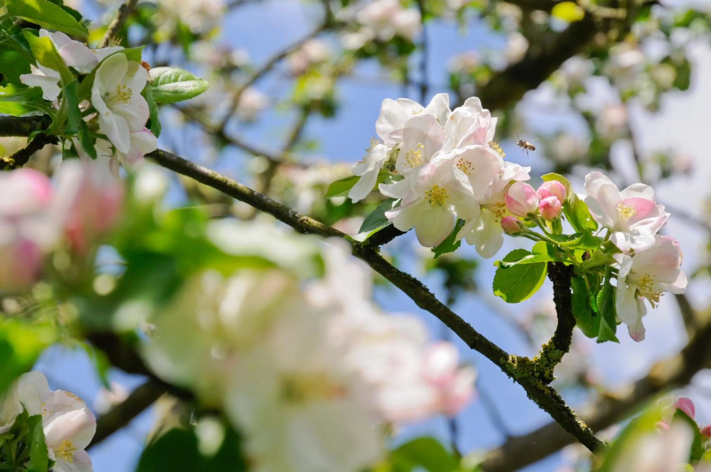 Garden in Wellintown Guest House