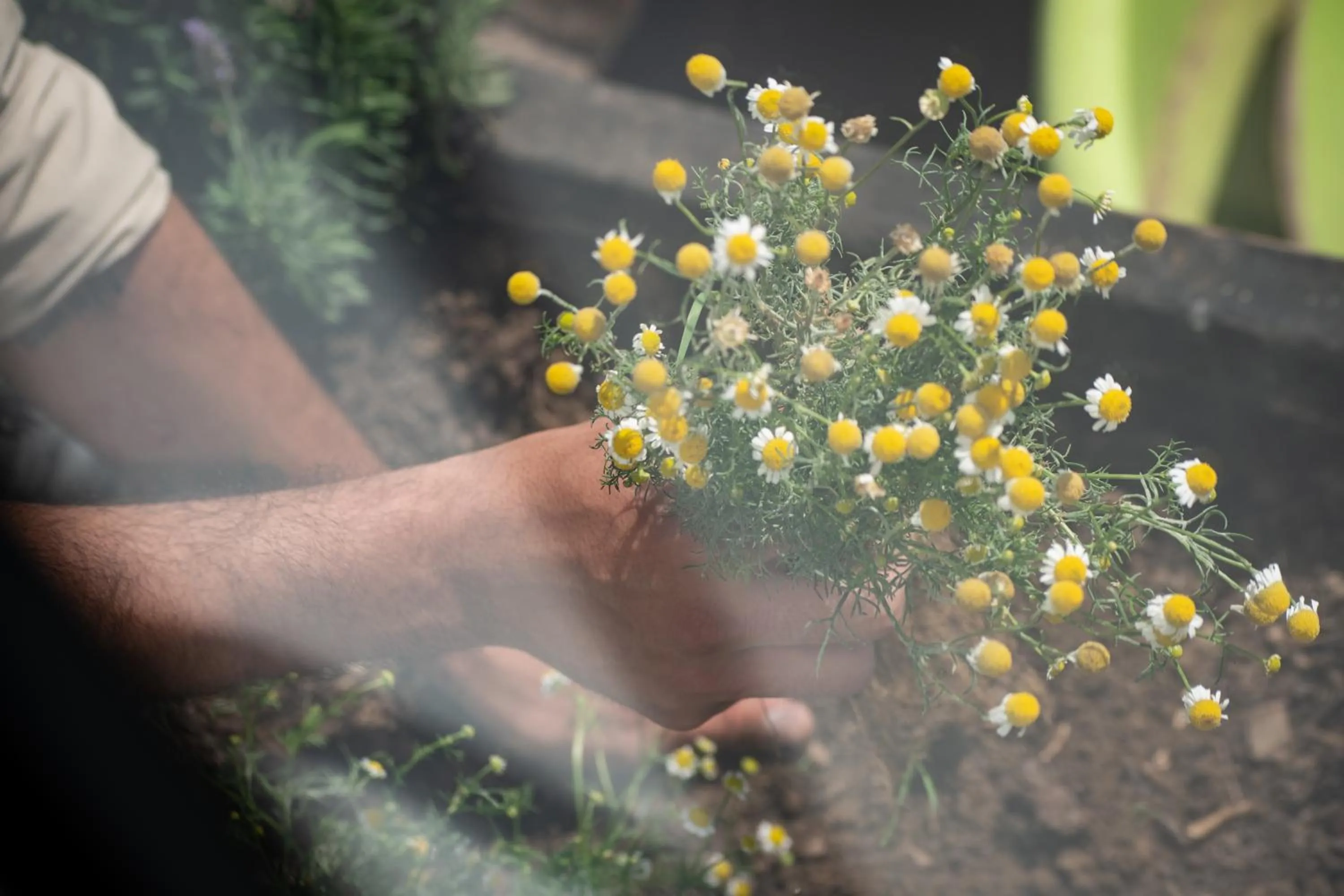 Garden in Taller de Juan - Casa Hotel
