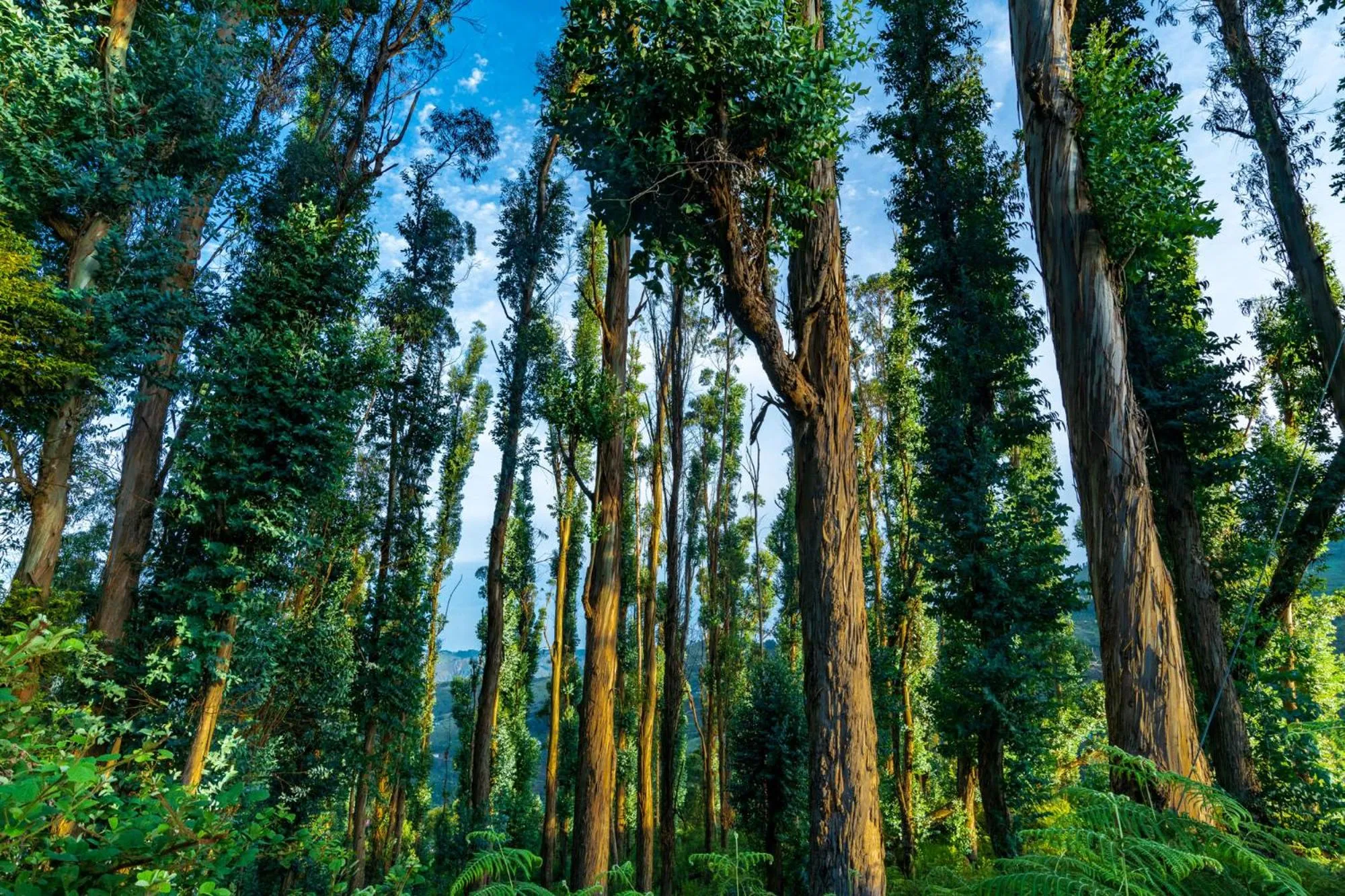 Natural landscape in Warmth Hill Crest