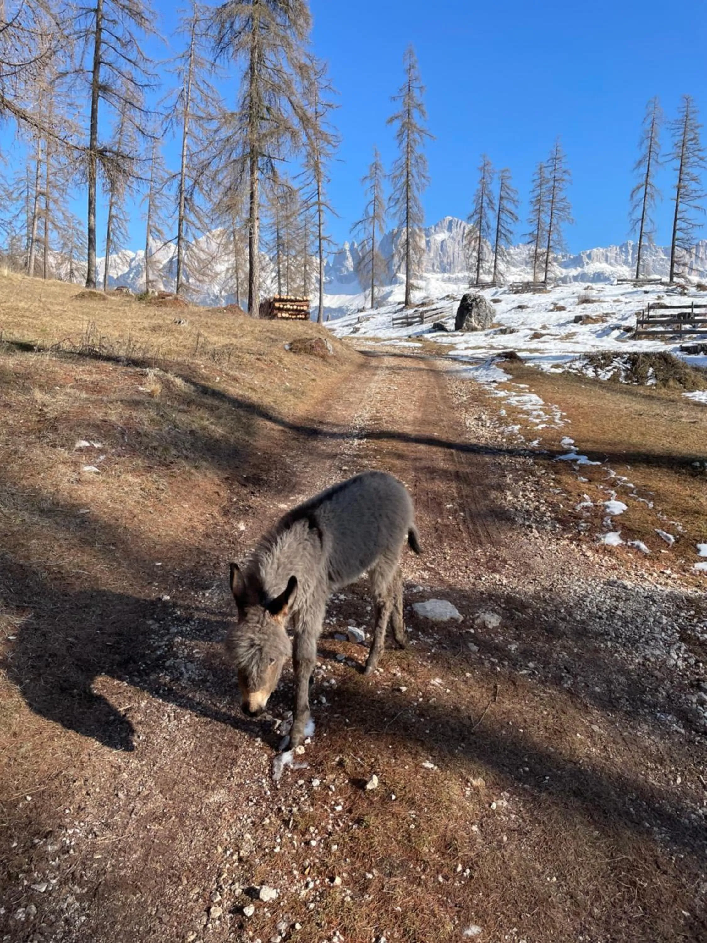 Animals in Veraltenhof Agriturismo B&B