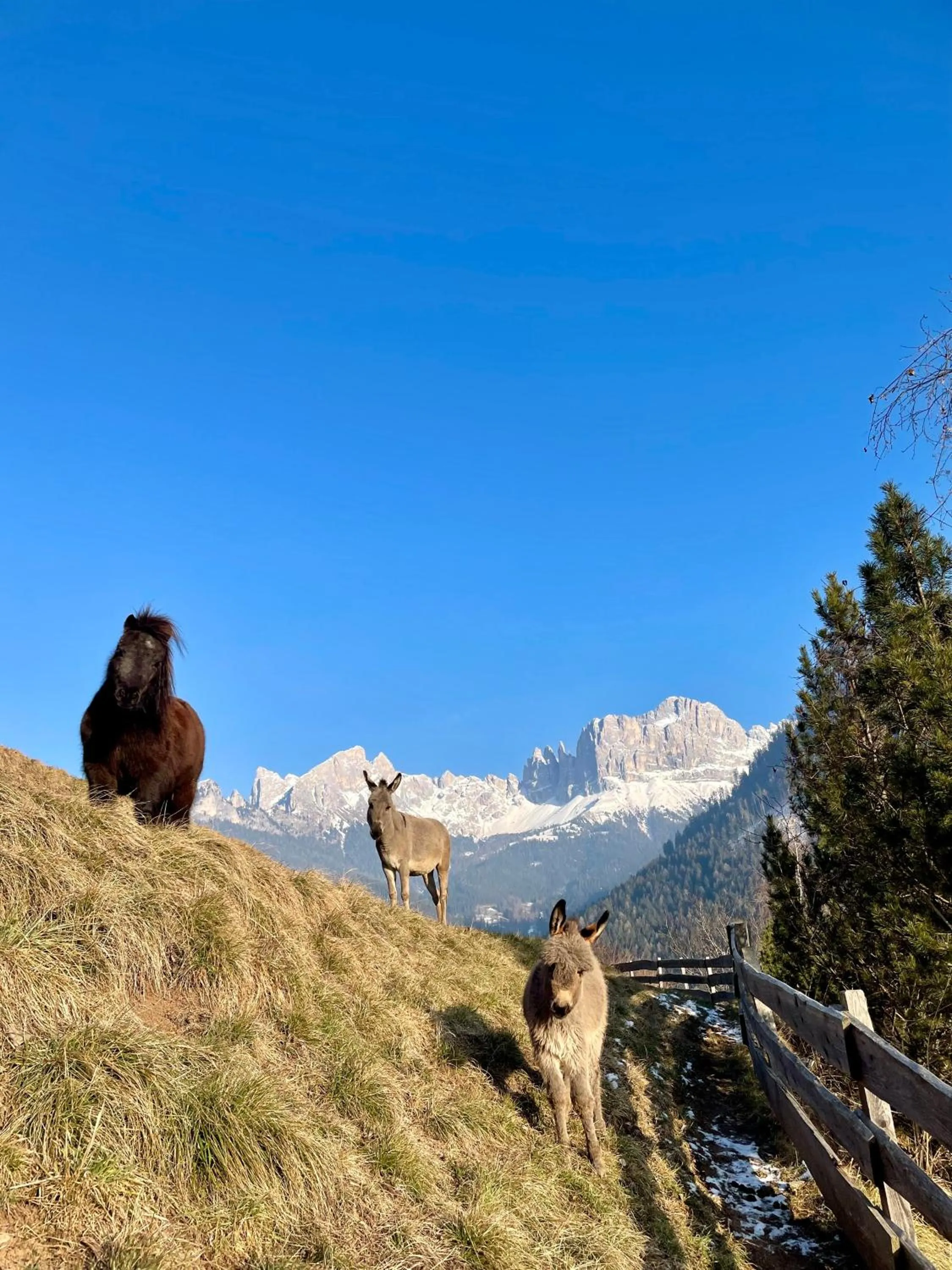 Animals in Veraltenhof Agriturismo B&B