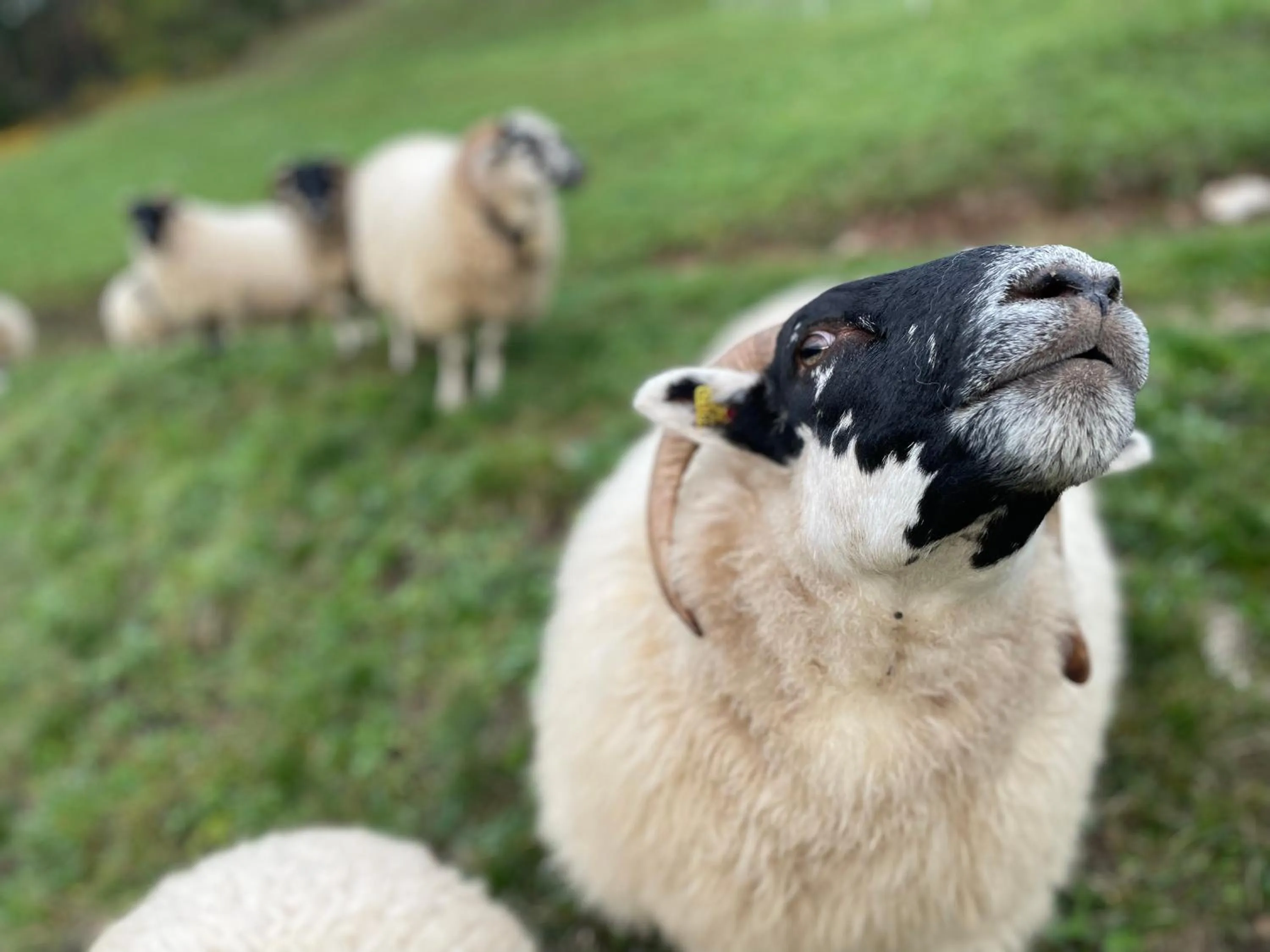 Animals in Veraltenhof Agriturismo B&B