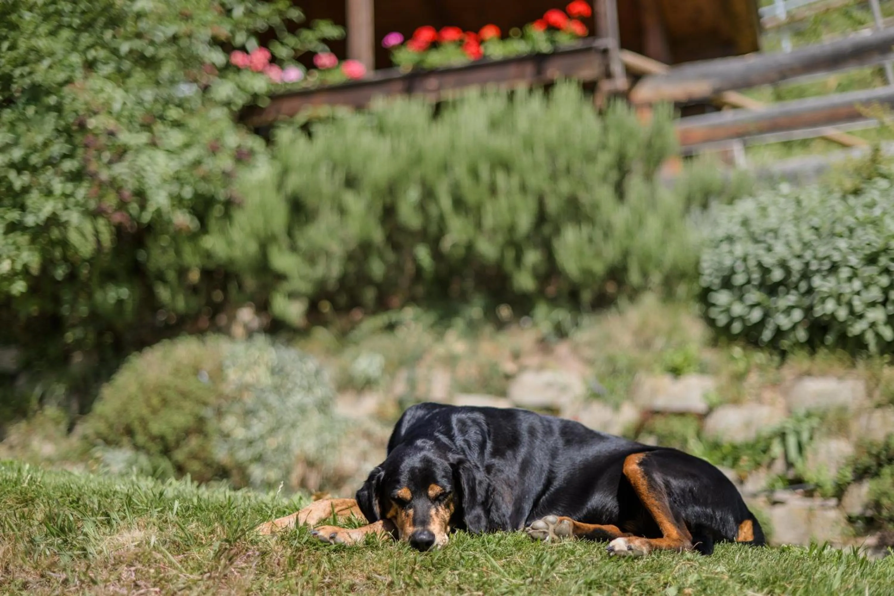Pets in Veraltenhof Agriturismo B&B