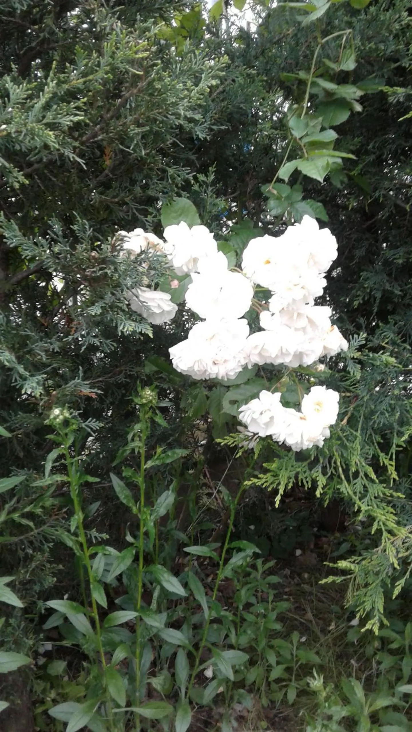 Garden in Da Betty