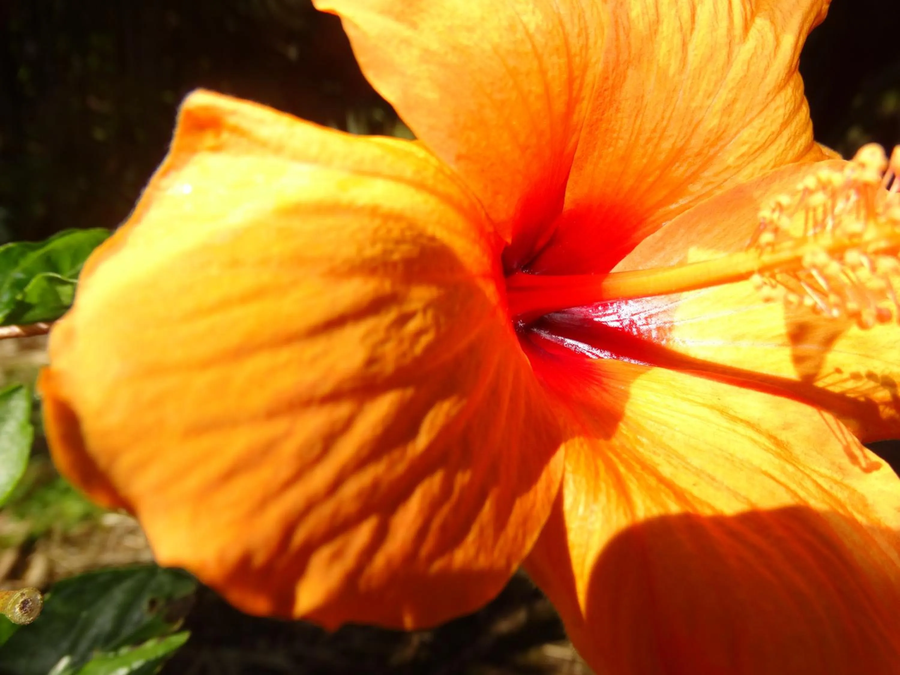 Garden in Volcano Hale