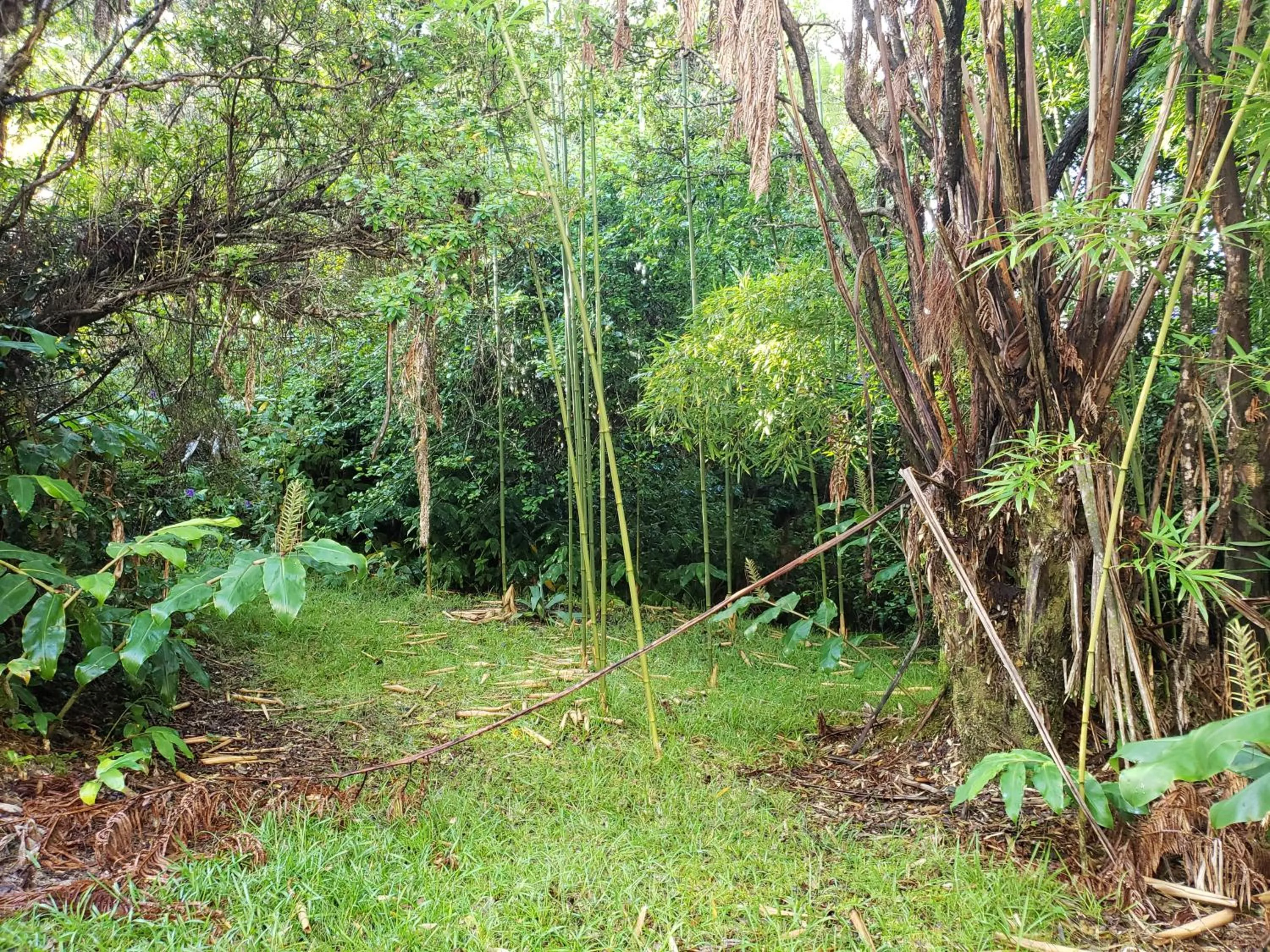 Garden view in Volcano Hale