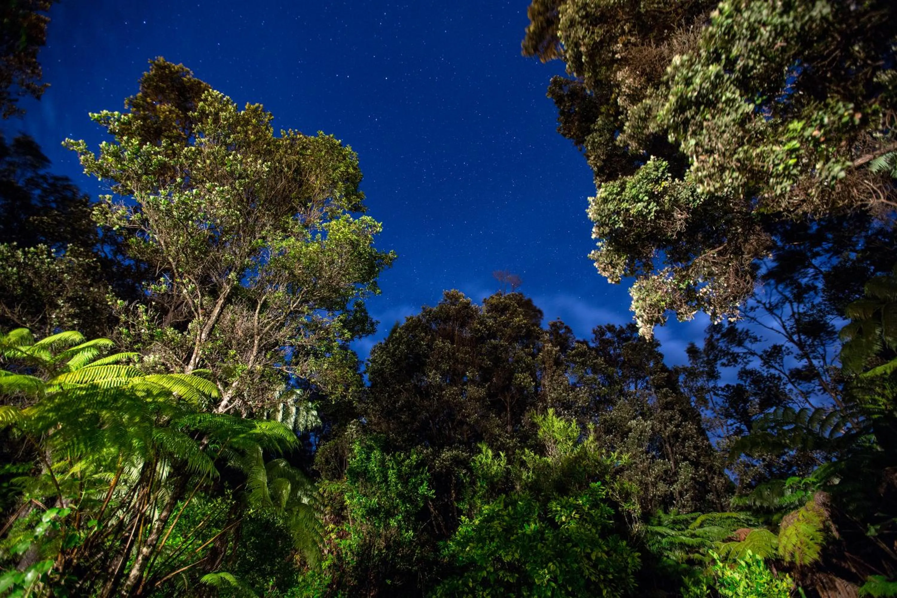 Garden in Volcano Hale
