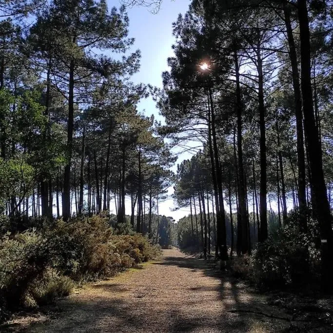 Natural landscape in Les jardins de Mimizan