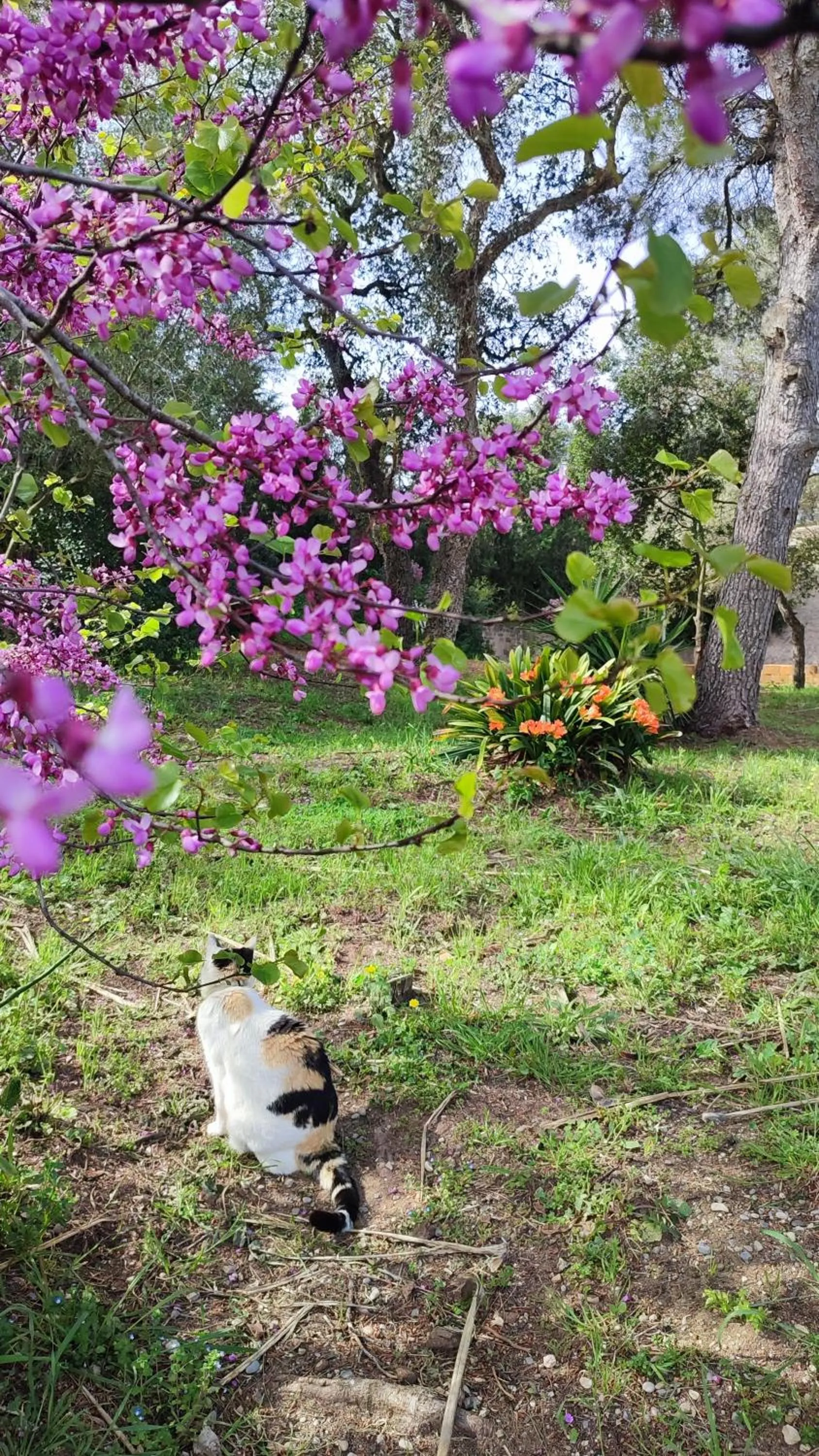 Pets in Can Costals Cerezo