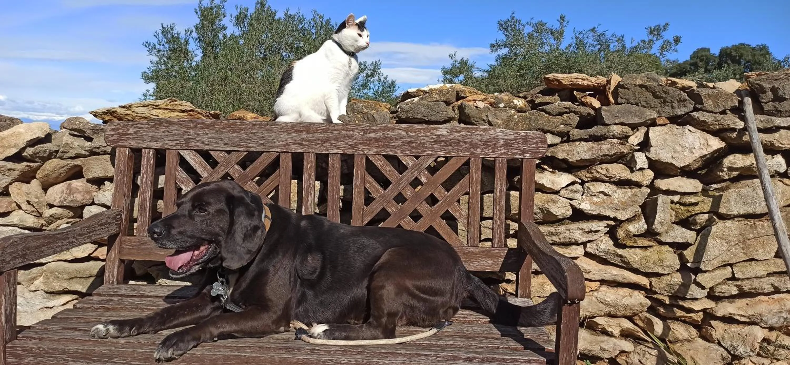 Pets in Can Costals Cerezo