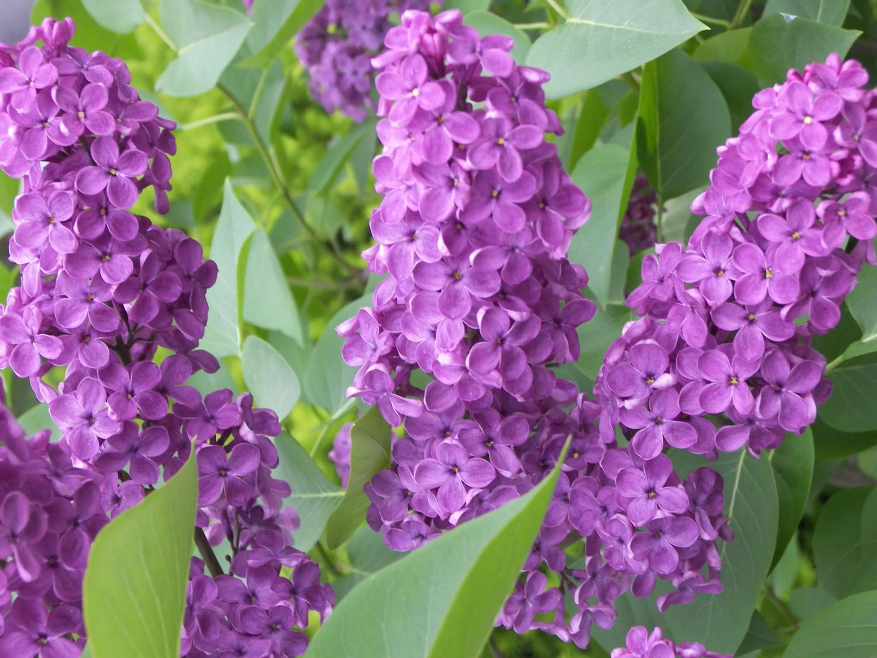 Other in Cedar Crest Inn