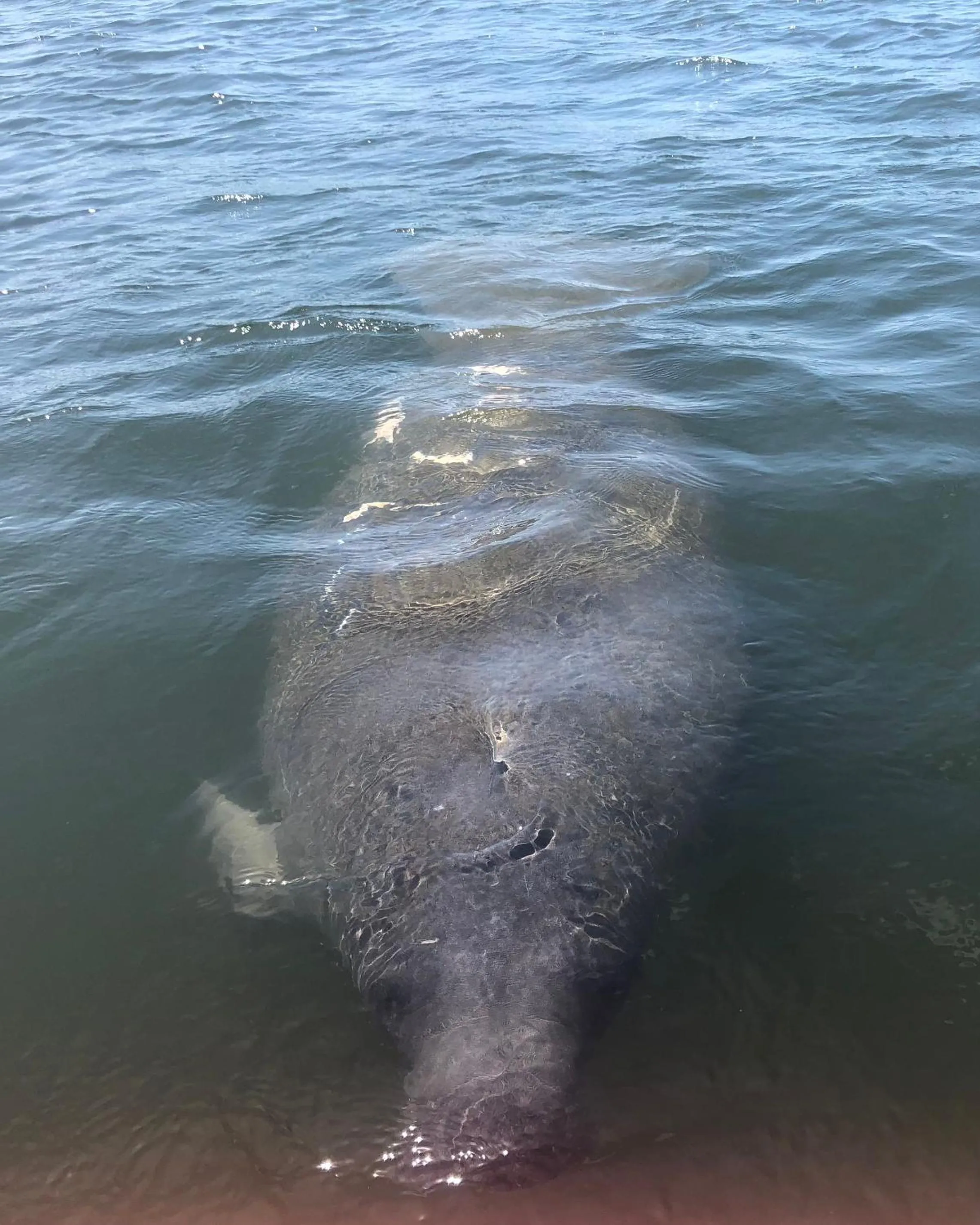 Animals in Welcome To The Paradise