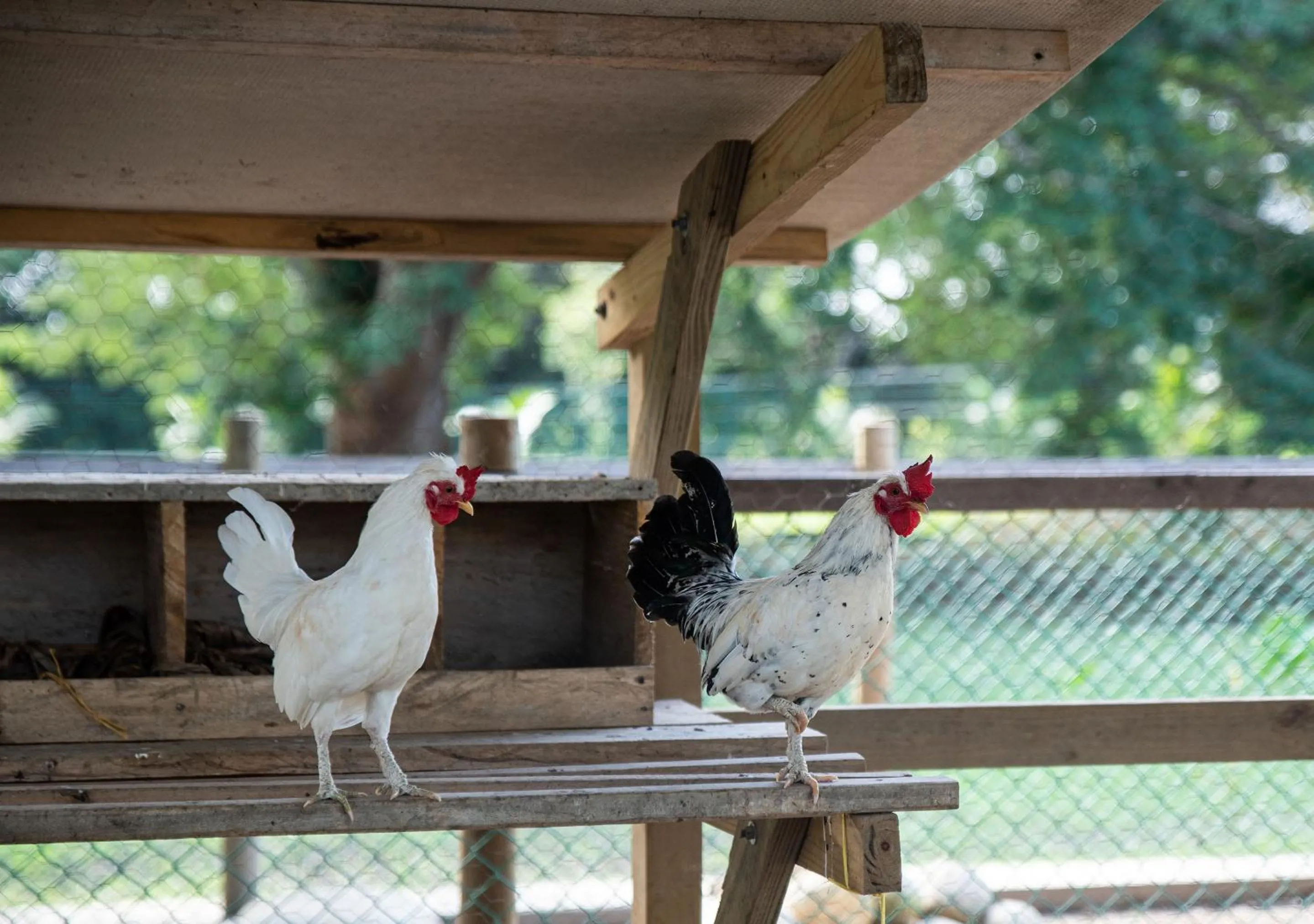 Animals in Gardenia Springs - La Finca Buritaca
