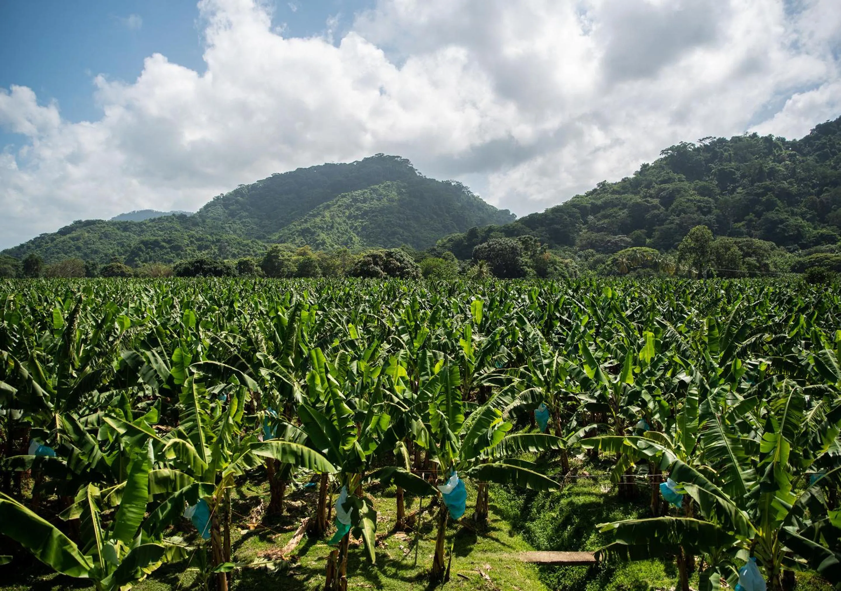 Natural landscape in Gardenia Springs - La Finca Buritaca