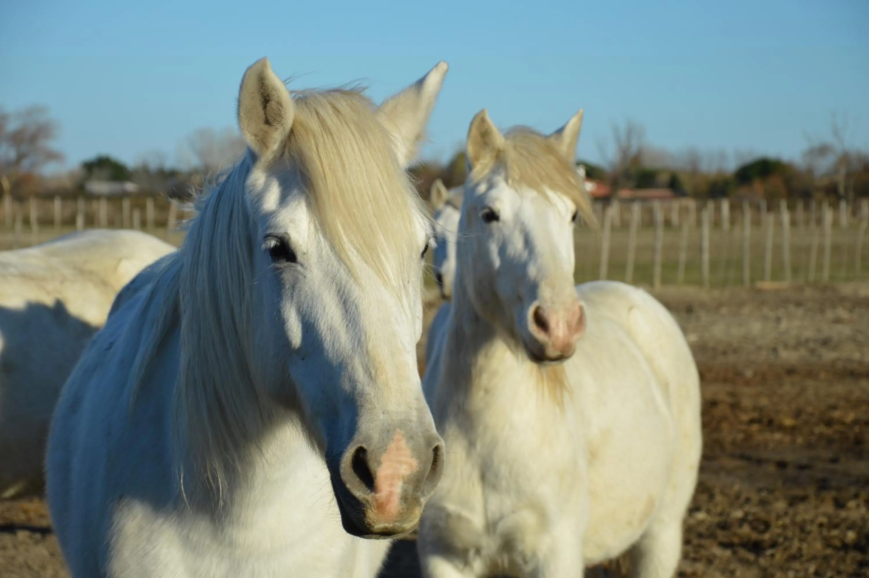 Natural landscape in Hotel Saint Louis - Au Coeur des Remparts