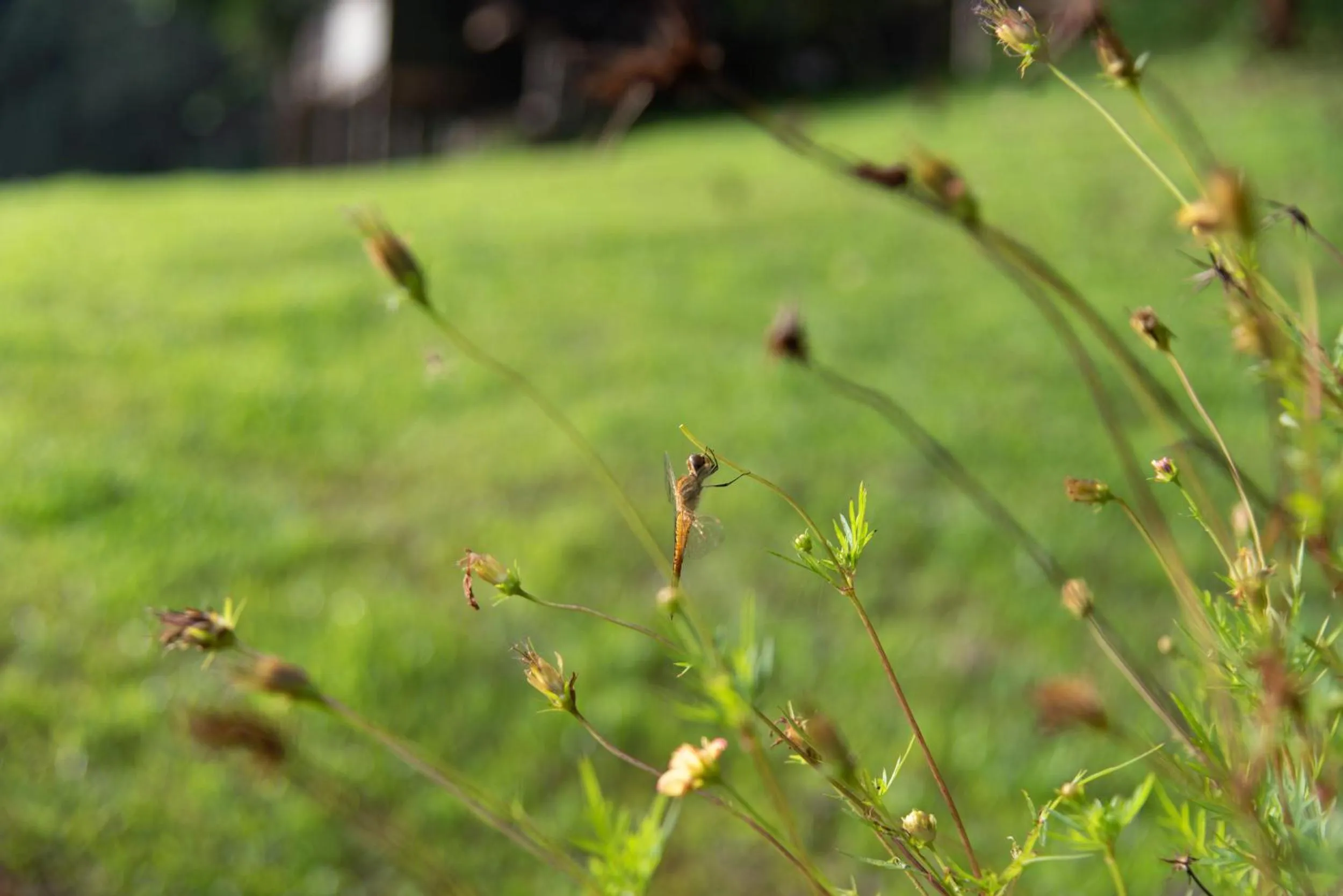 Garden in Tawan Riverside