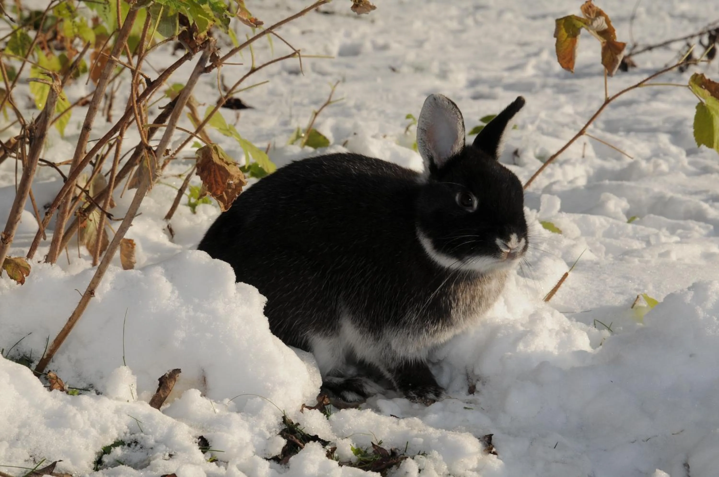 Animals in Geinberg Suites & Via Nova Lodges