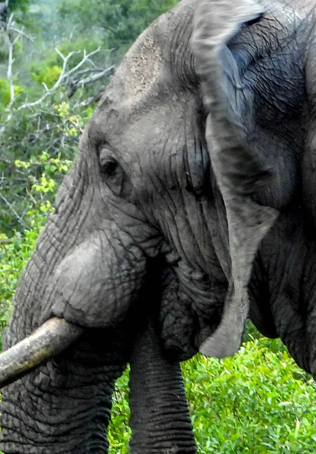 Animals in SleepOver Orpen Gate