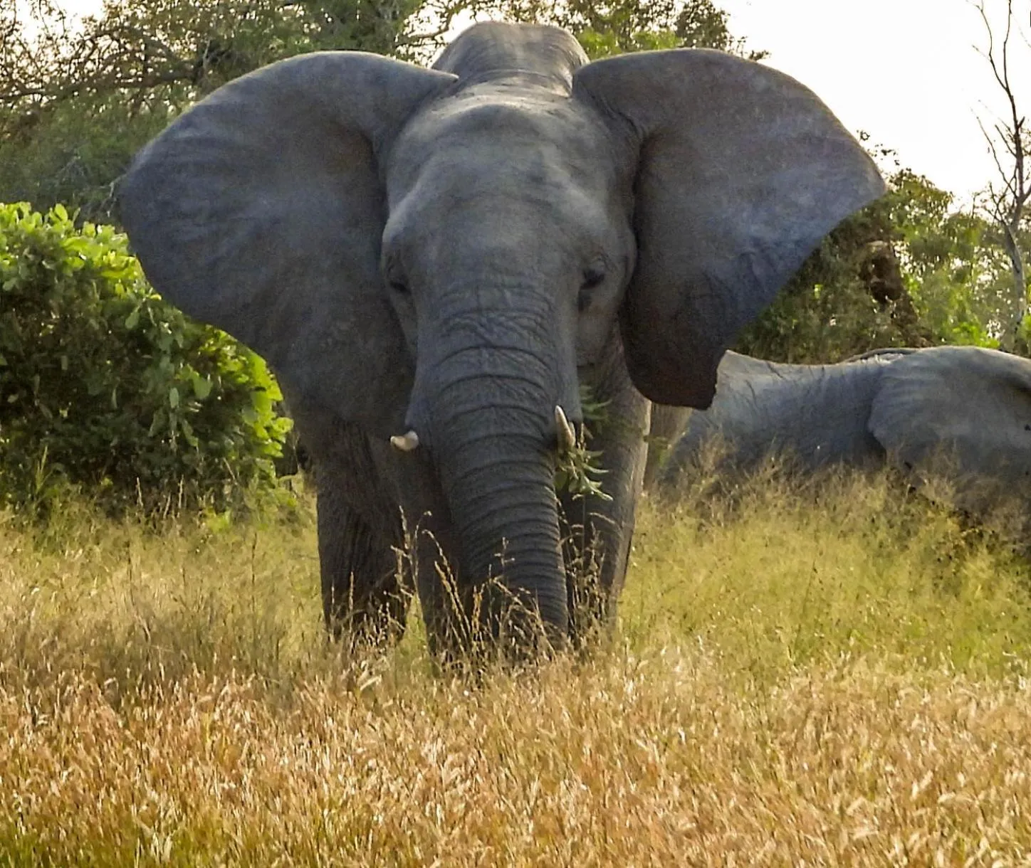 Animals in SleepOver Orpen Gate