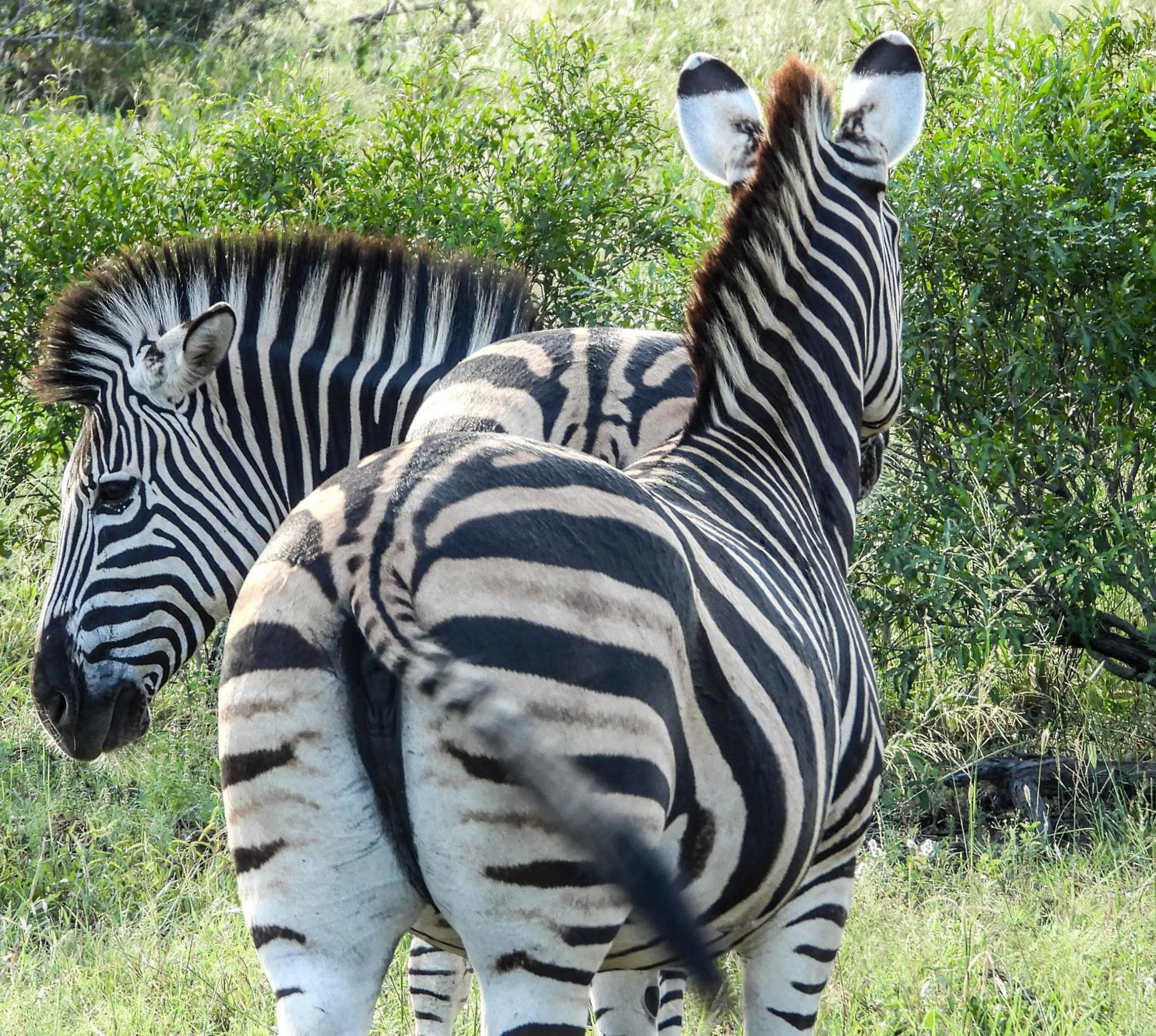 Animals in SleepOver Orpen Gate